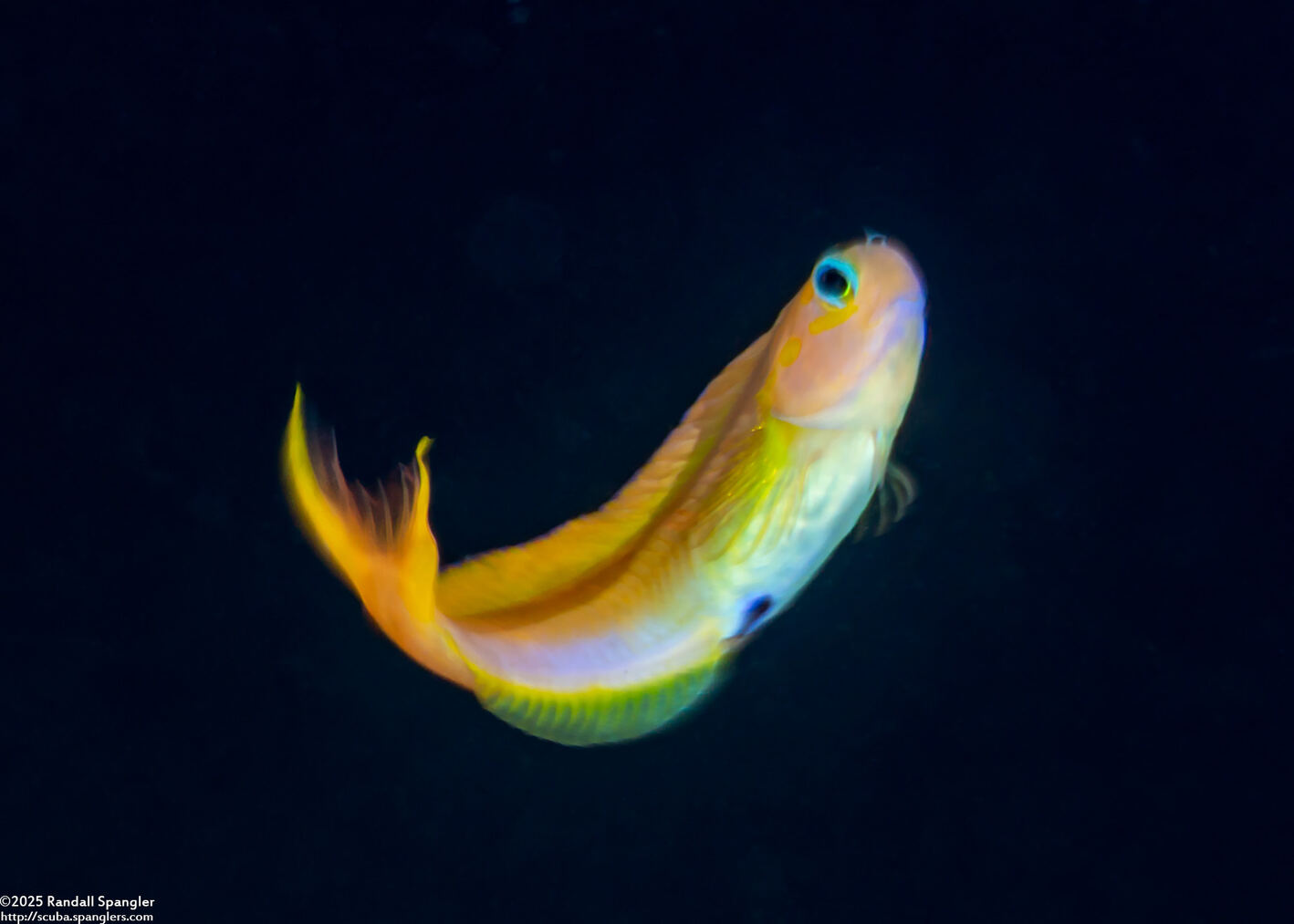 Ecsenius midas (Midas Coralblenny)