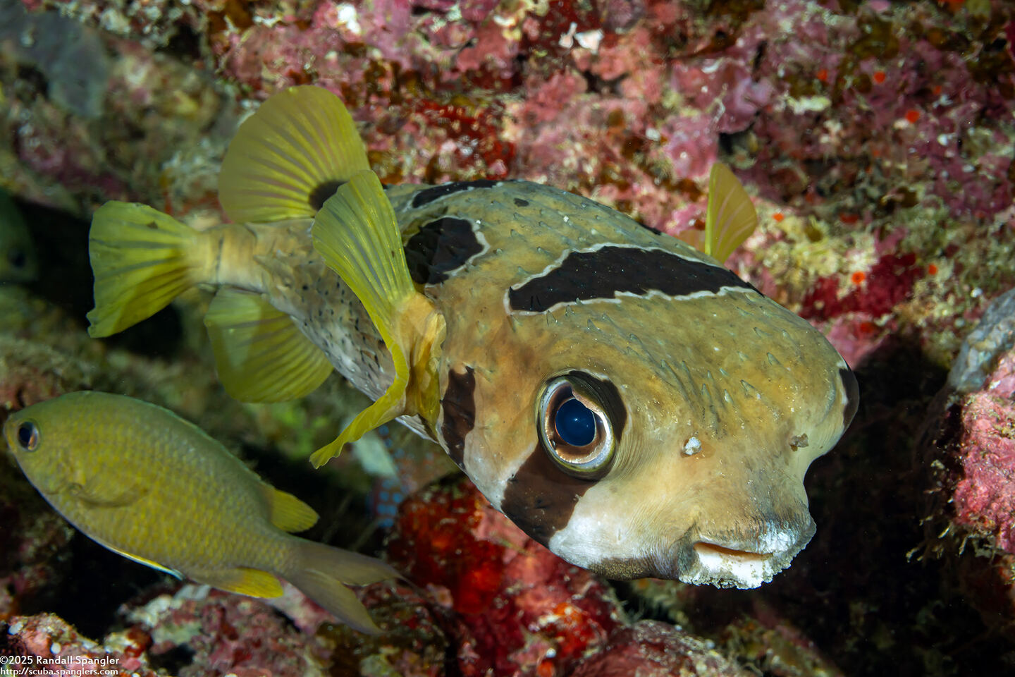 Diodon liturosus (Black-Blotched Porcupinefish)