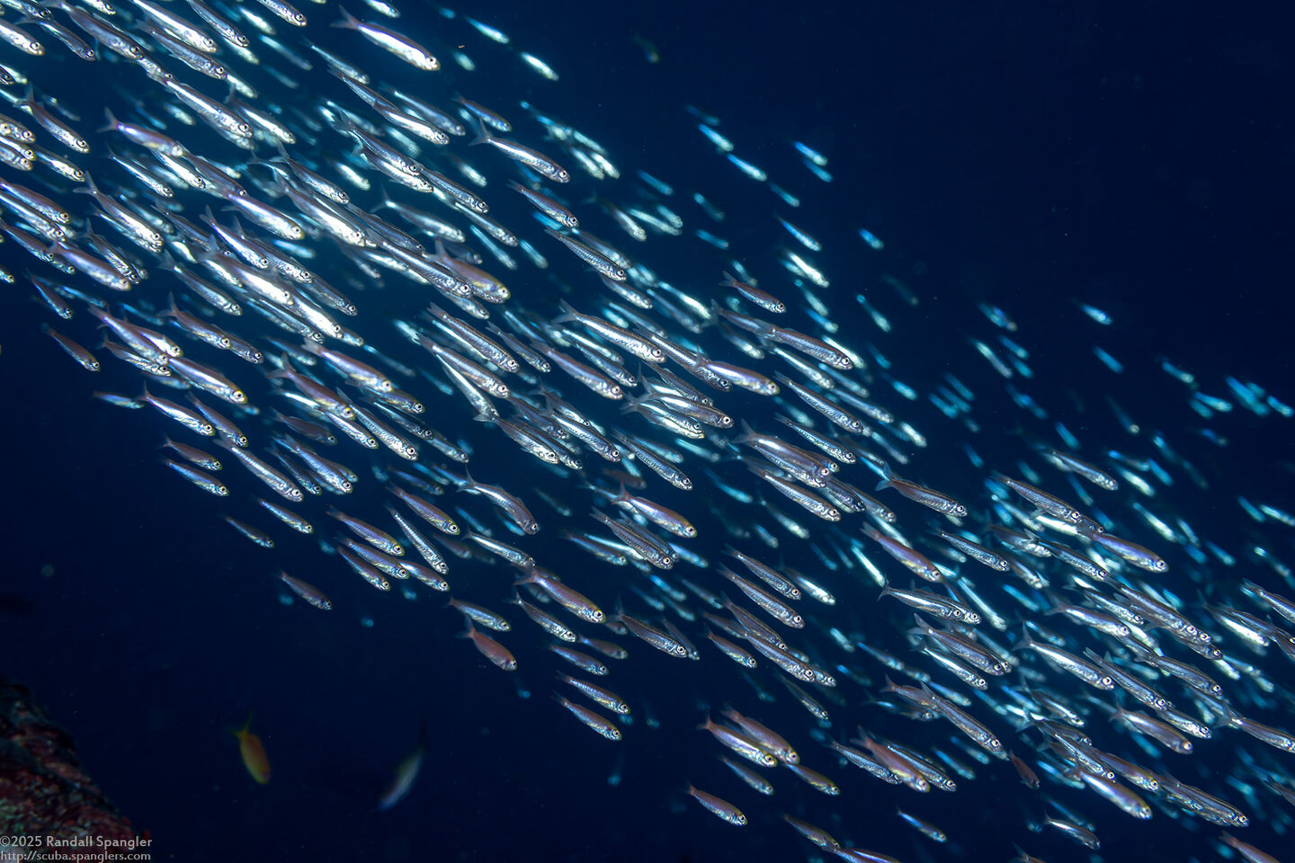 Atherinomorus lacunosus (Robust Silverside)