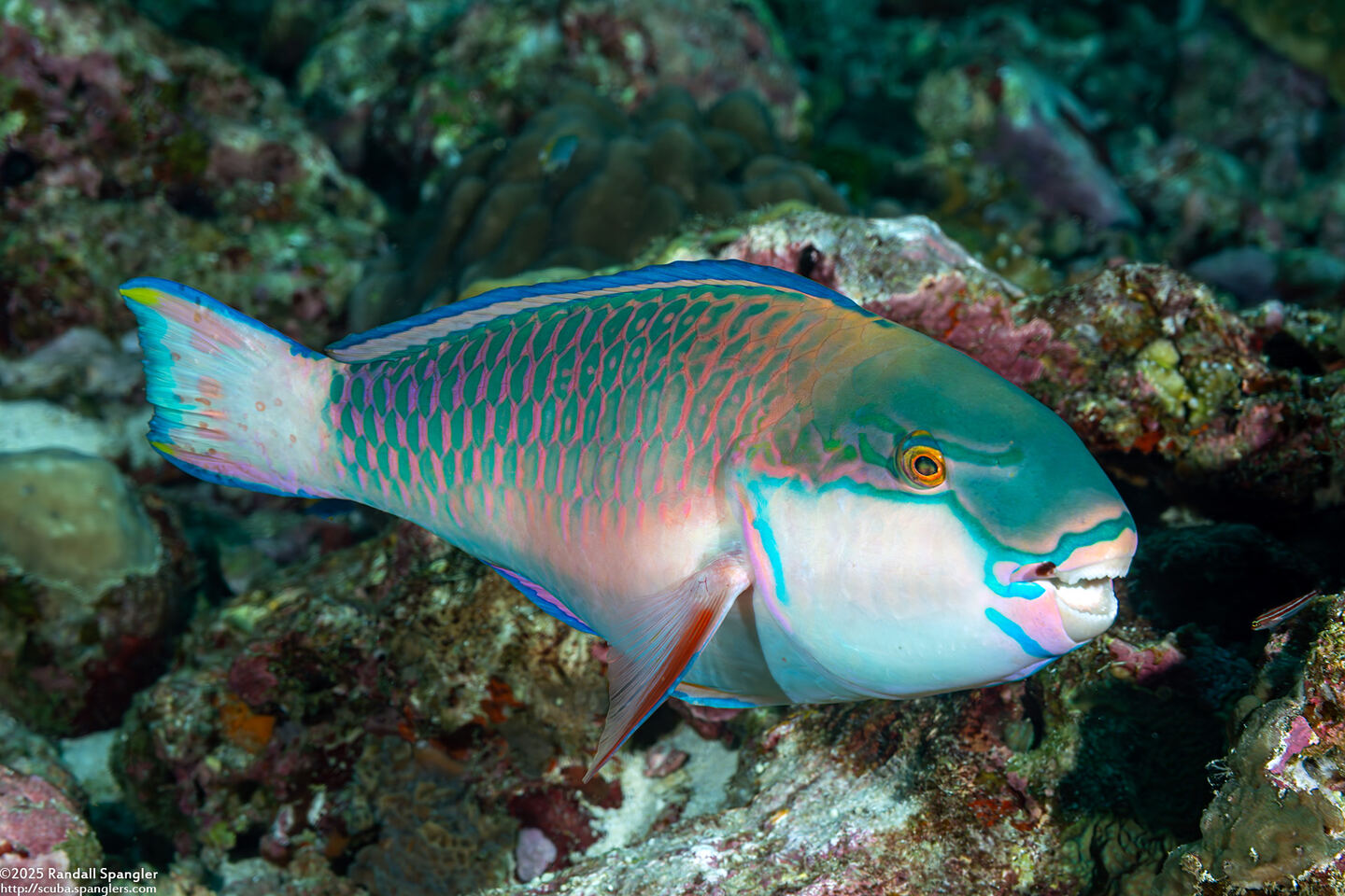 Chlorurus capistratoides (Indian Parrotfish)