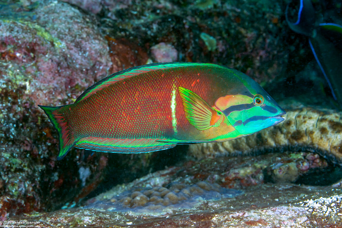 Coris cuvieri (African Coris)