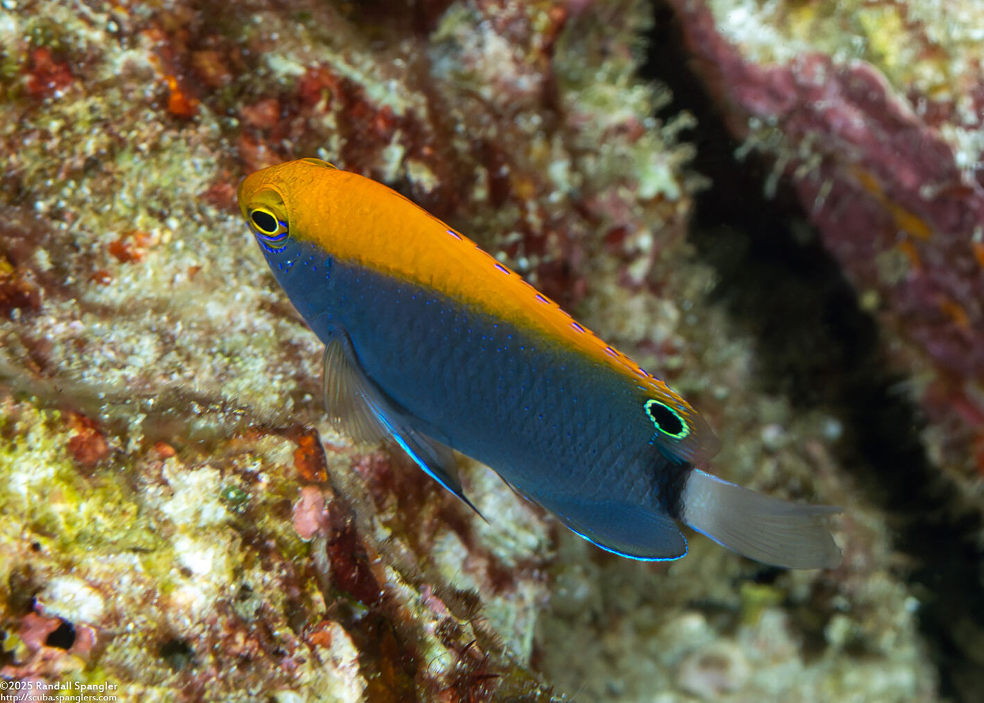 Pomacentrus chrysurus (Whitetail Damsel)