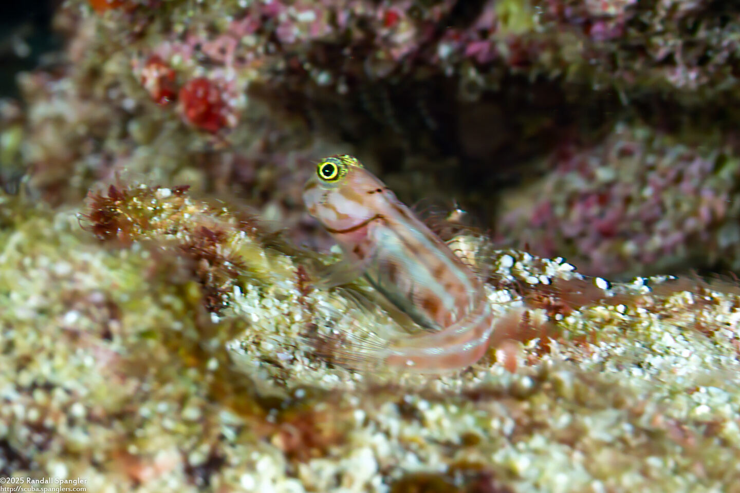 Ecsenius lubbocki (Lubbock's Coralblenny)