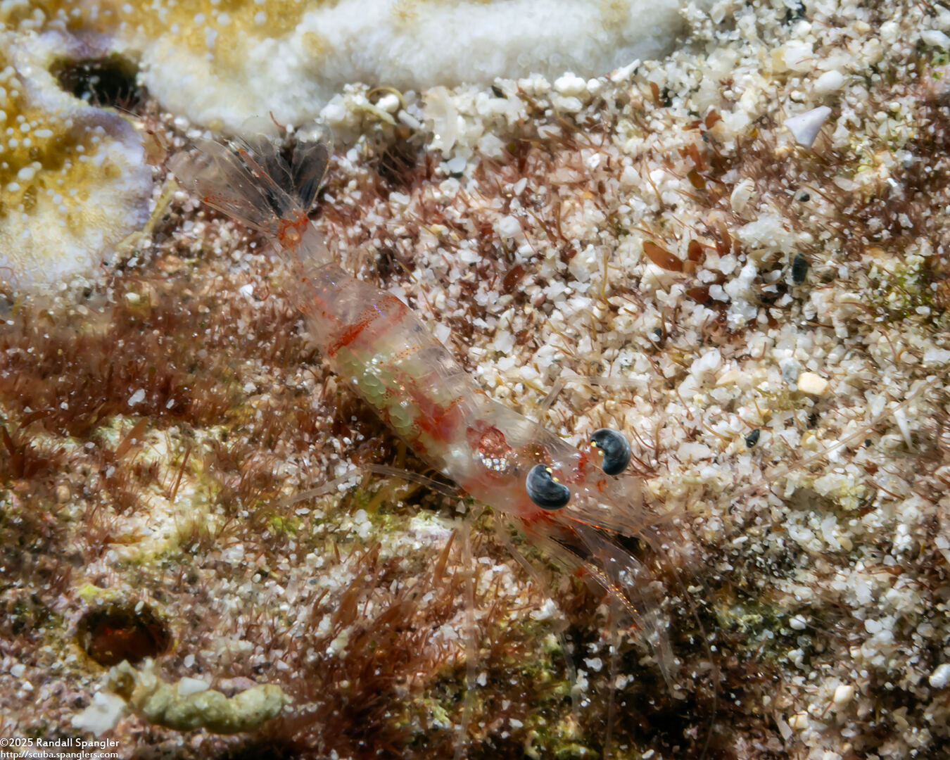 Processidae sp.1 (Night Shrimp)