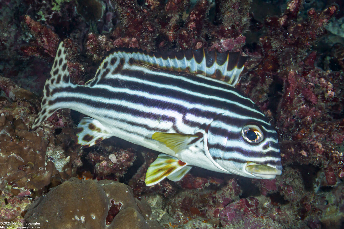 Plectorhinchus lineatus (Diagonal-Banded Sweetlips)