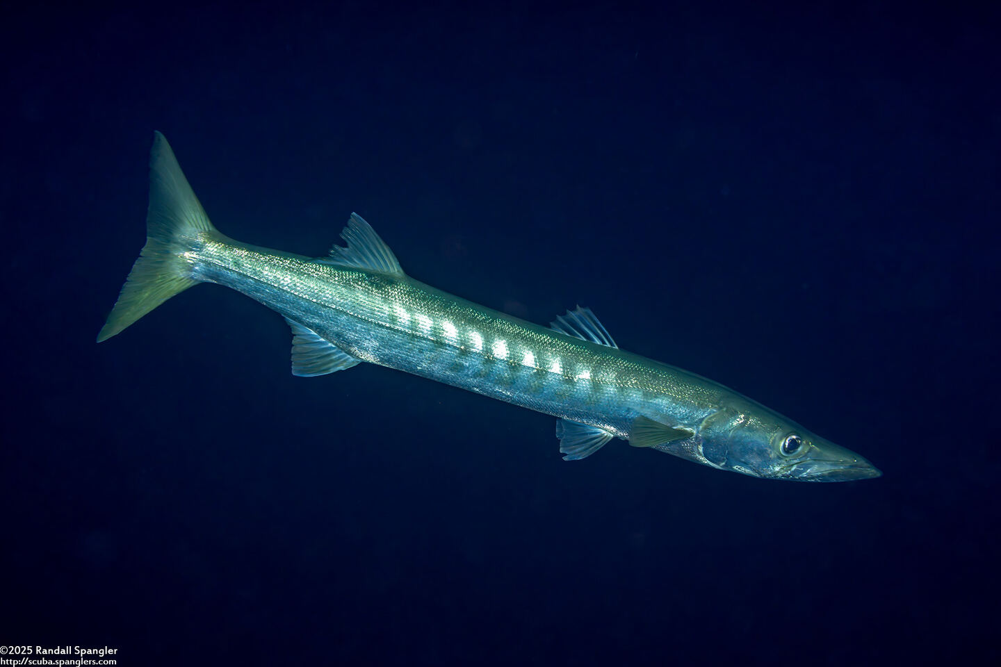 Sphyraena jello (Pickhandle Barracuda)