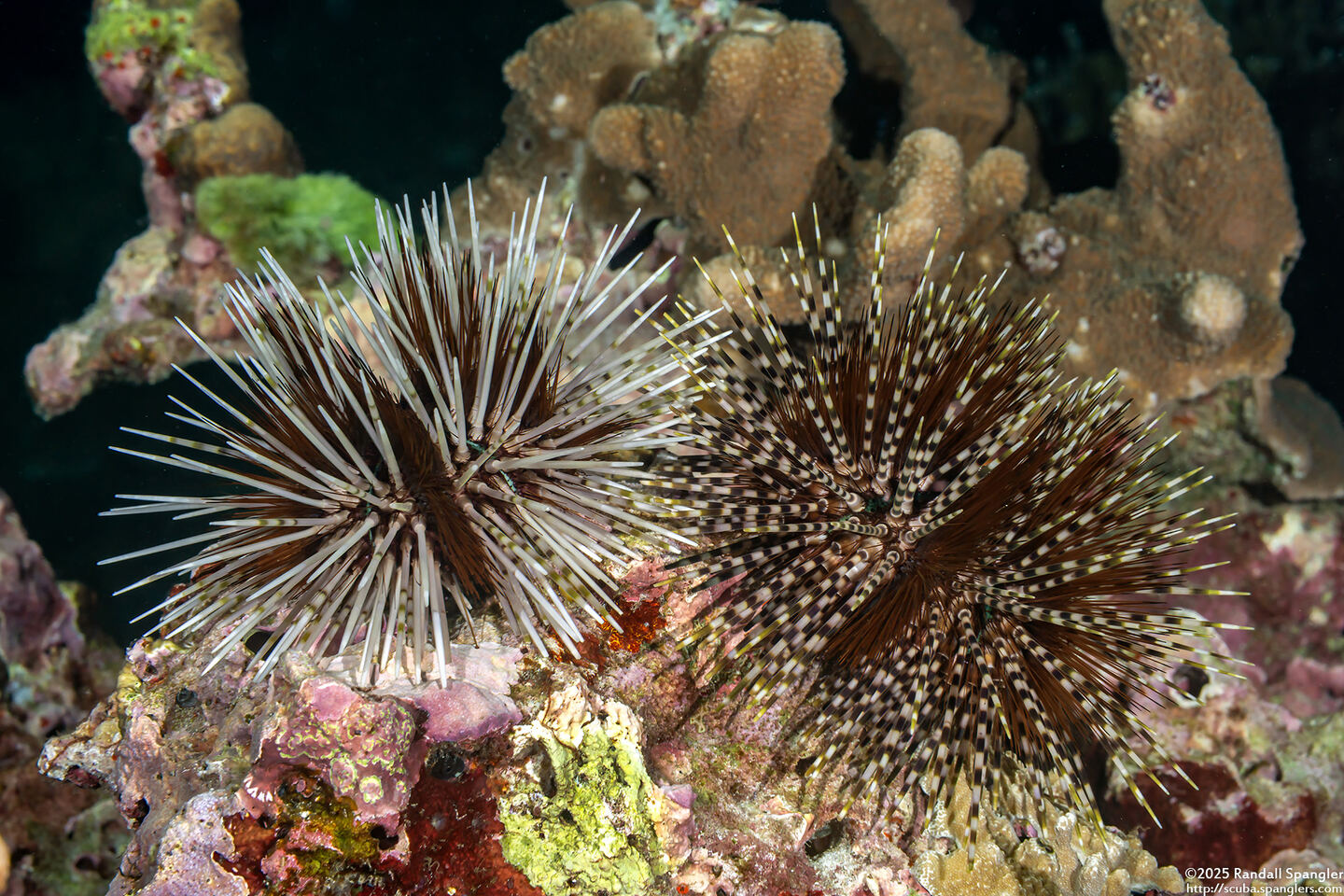 Echinothrix calamaris (Double-Spined Urchin)