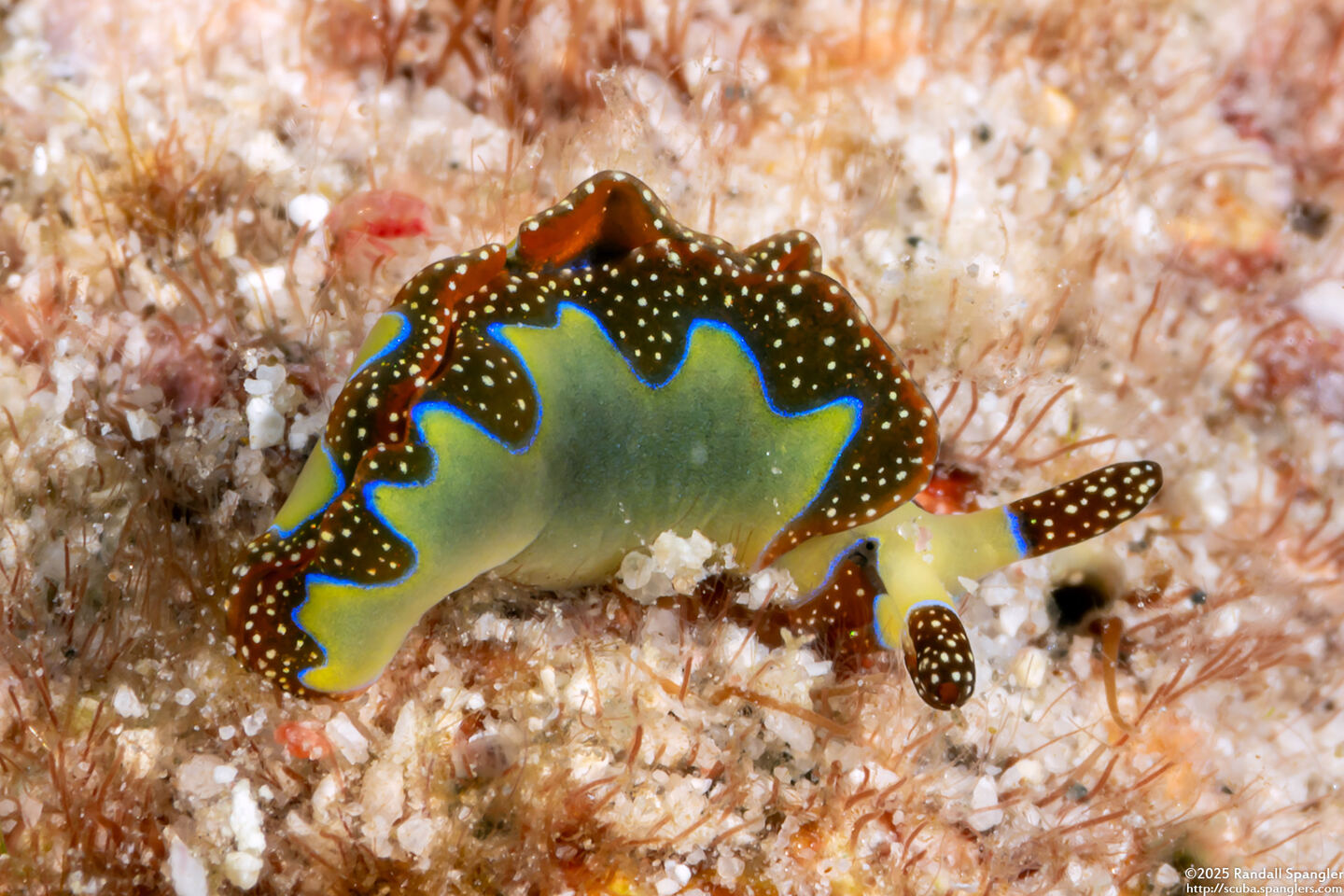 Thuridilla undula (Undulated Thuridilla)