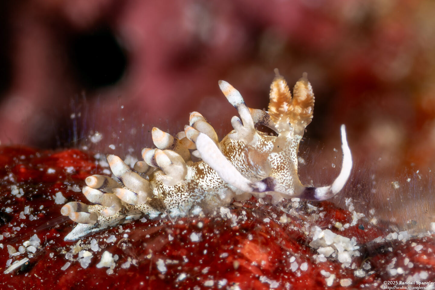 Samla riwo (Netted Samla)