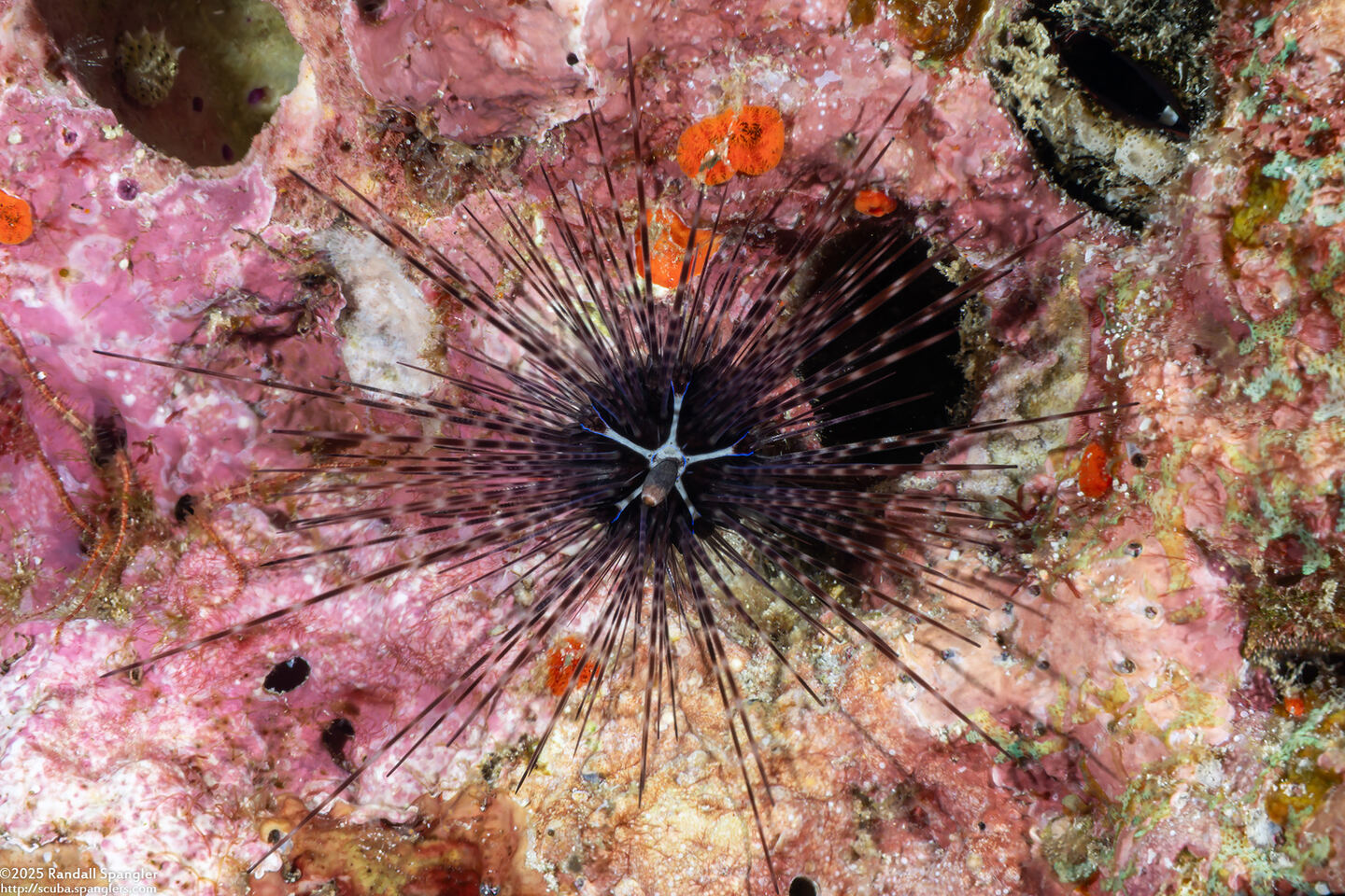 Diadema setosum (Black Longspine Sea Urchin)