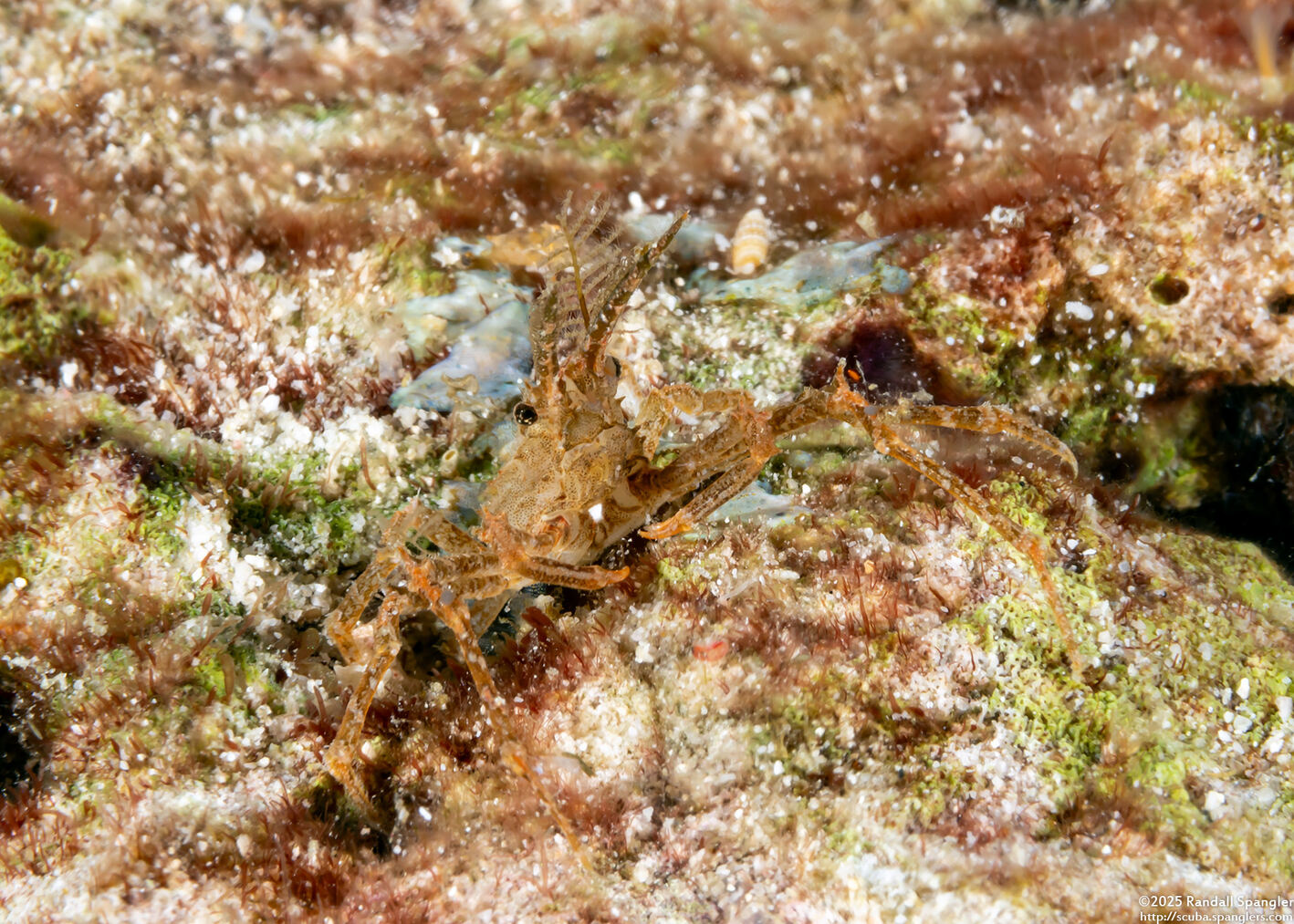 Naxioides taurus (Bull Hydroid Crab)