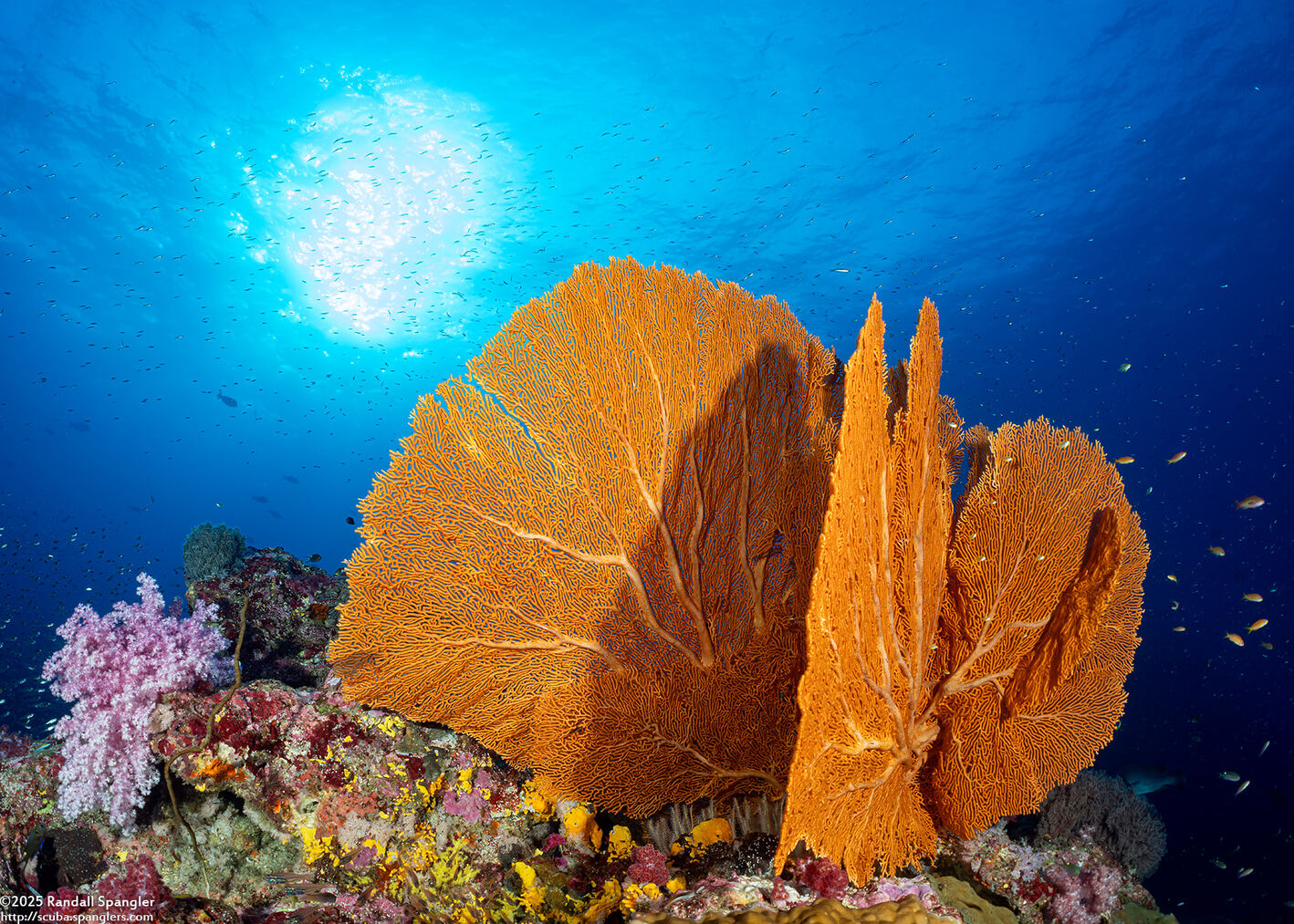 Annella mollis (Giant Sea Fan)