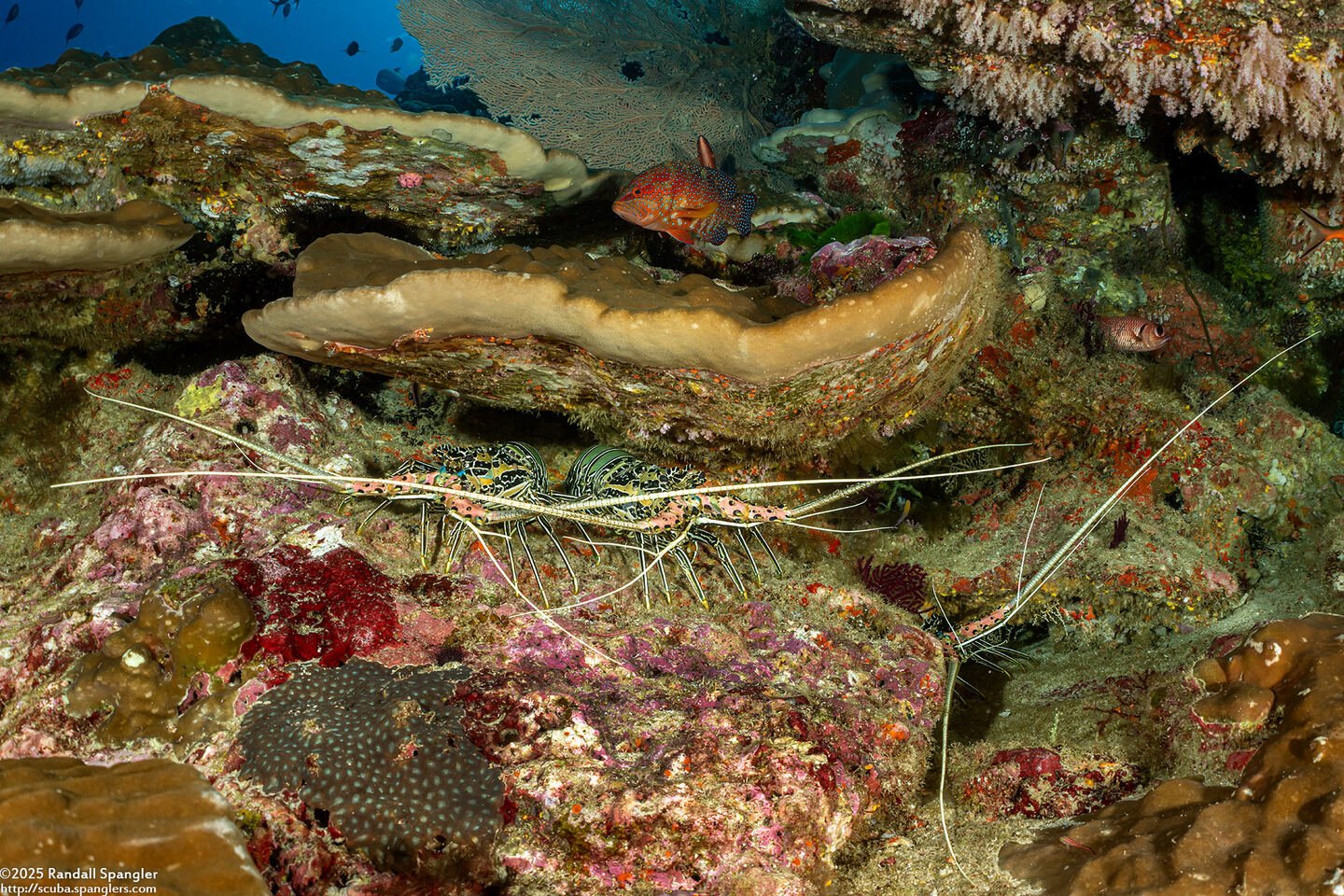 Panulirus versicolor (Painted Spiny Lobster)