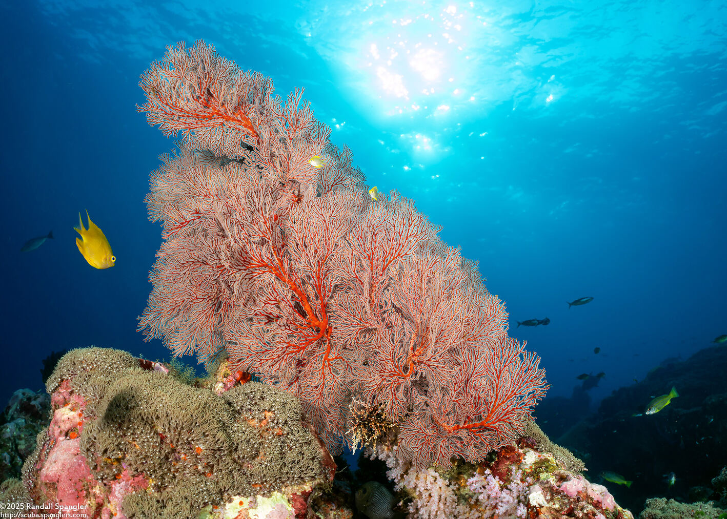 Melithaea sp.1 (Melithaea sp.1)