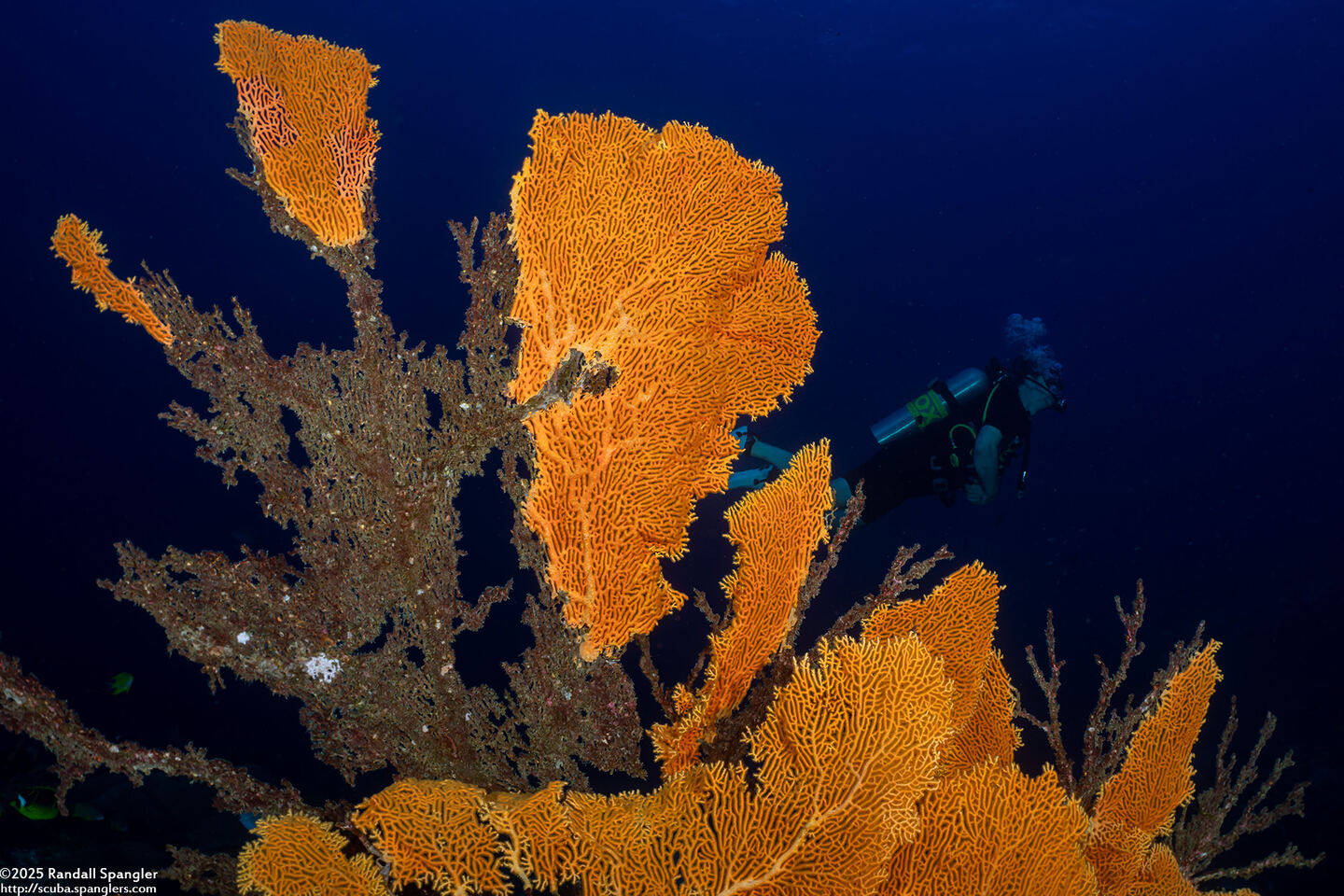 Annella mollis (Giant Sea Fan); Partially dead sea fan