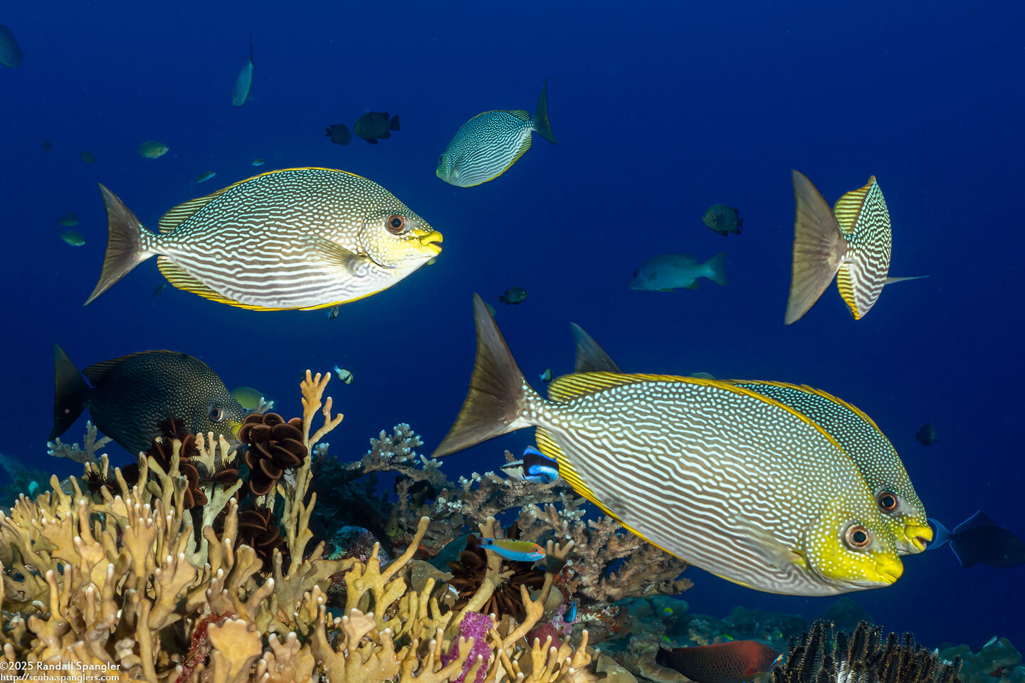 Siganus javus (Java Rabbitfish)