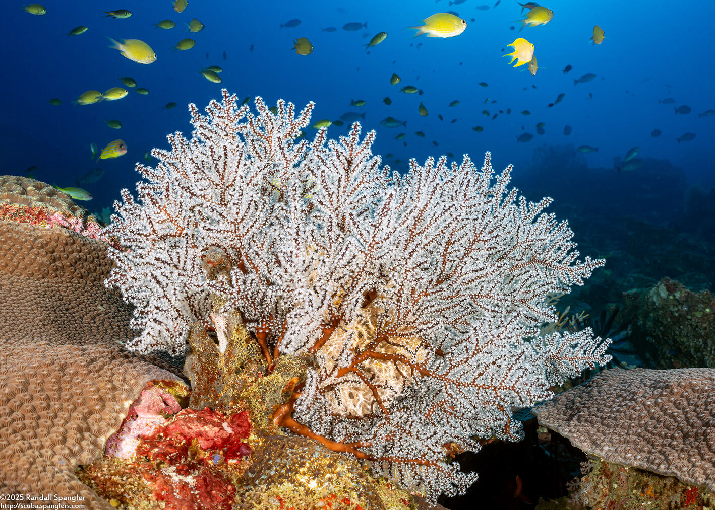 Siphonogorgia sp.1 (Siphonogorgia sp.1)