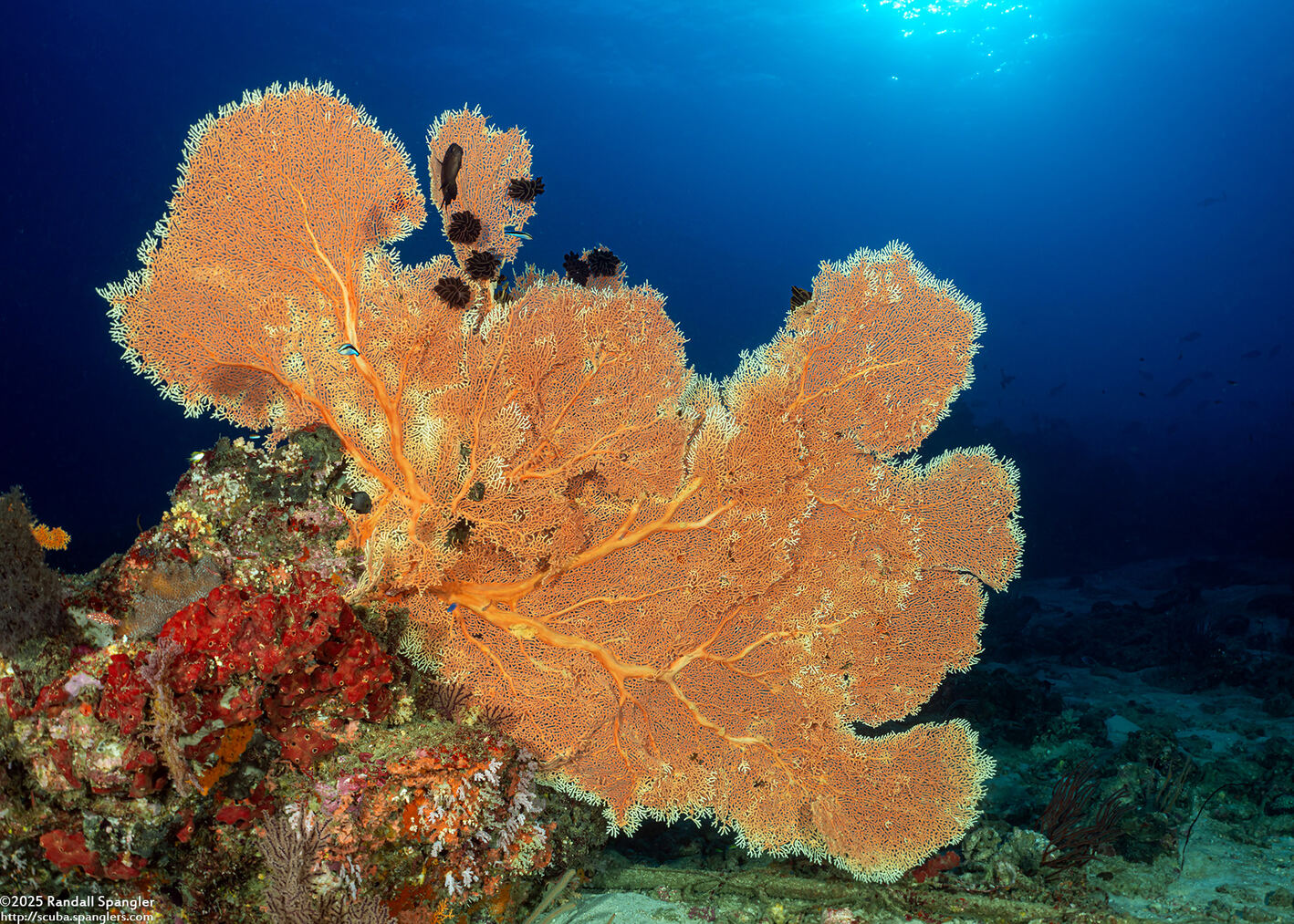 Annella mollis (Giant Sea Fan)