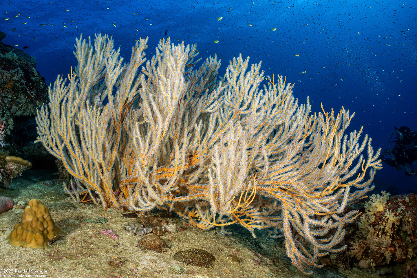 Subergorgia suberosa (Subergorgia Suberosa)