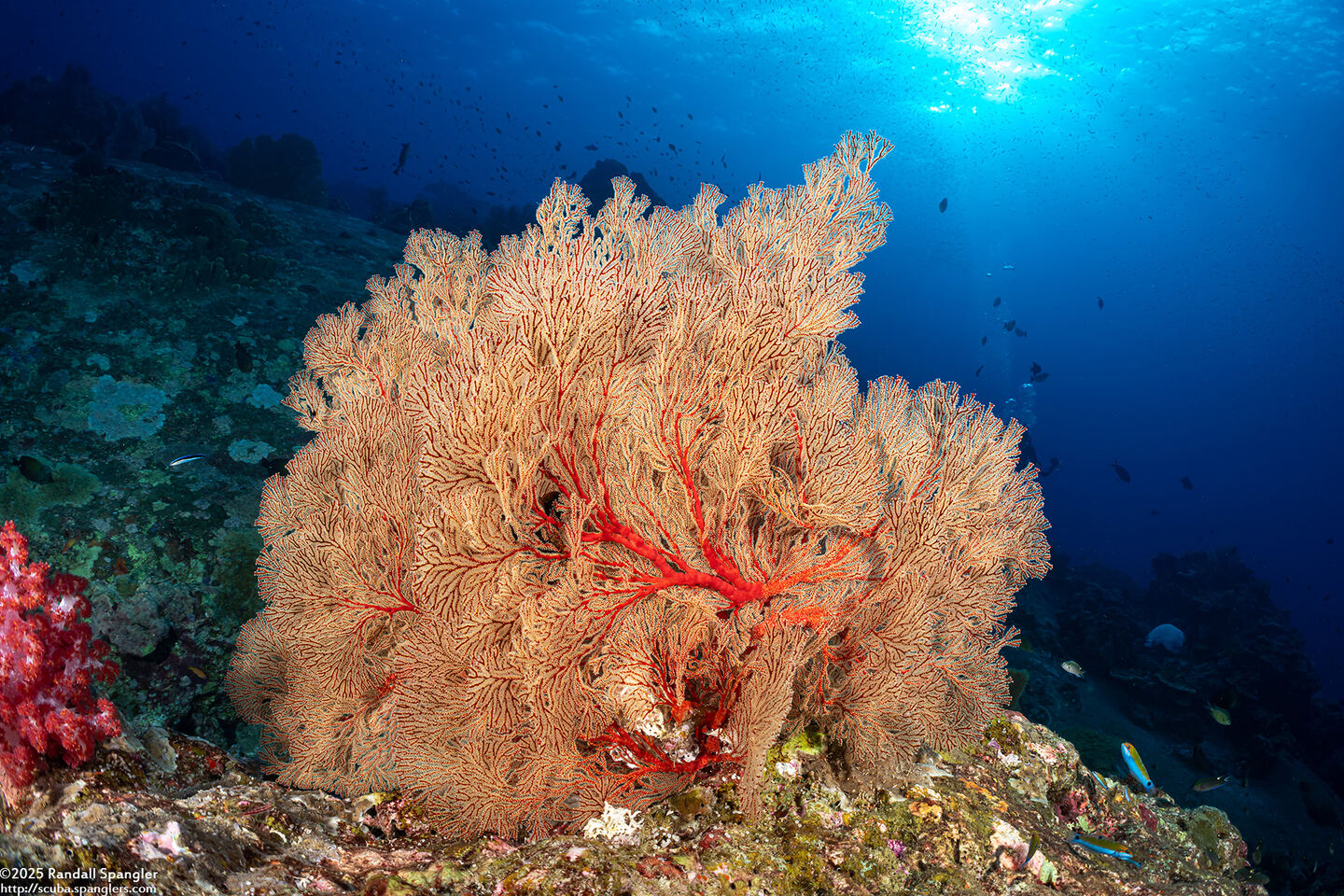 Melithaea sp.1 (Melithaea sp.1)