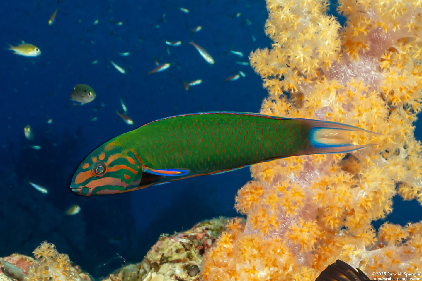 Thalassoma lunare (Crescent Wrasse)