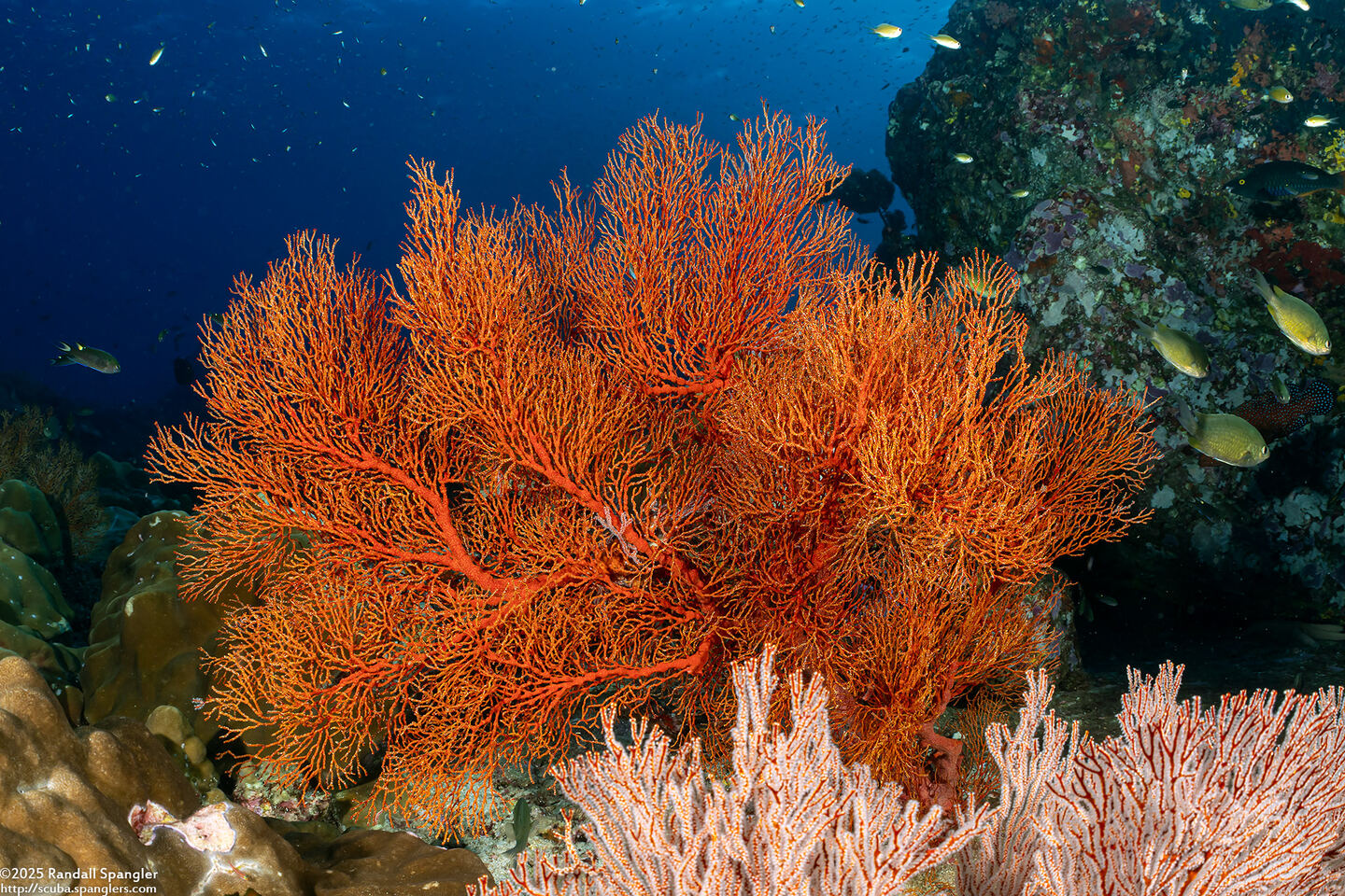 Melithaea sp.1 (Melithaea sp.1)