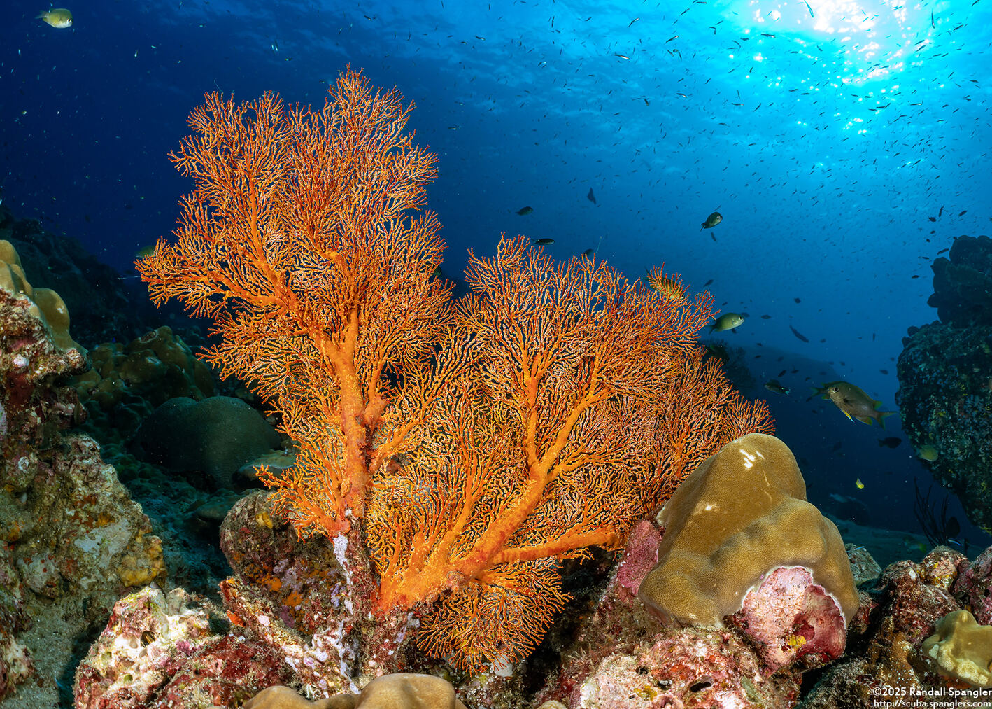 Melithaea sp.1 (Melithaea sp.1)