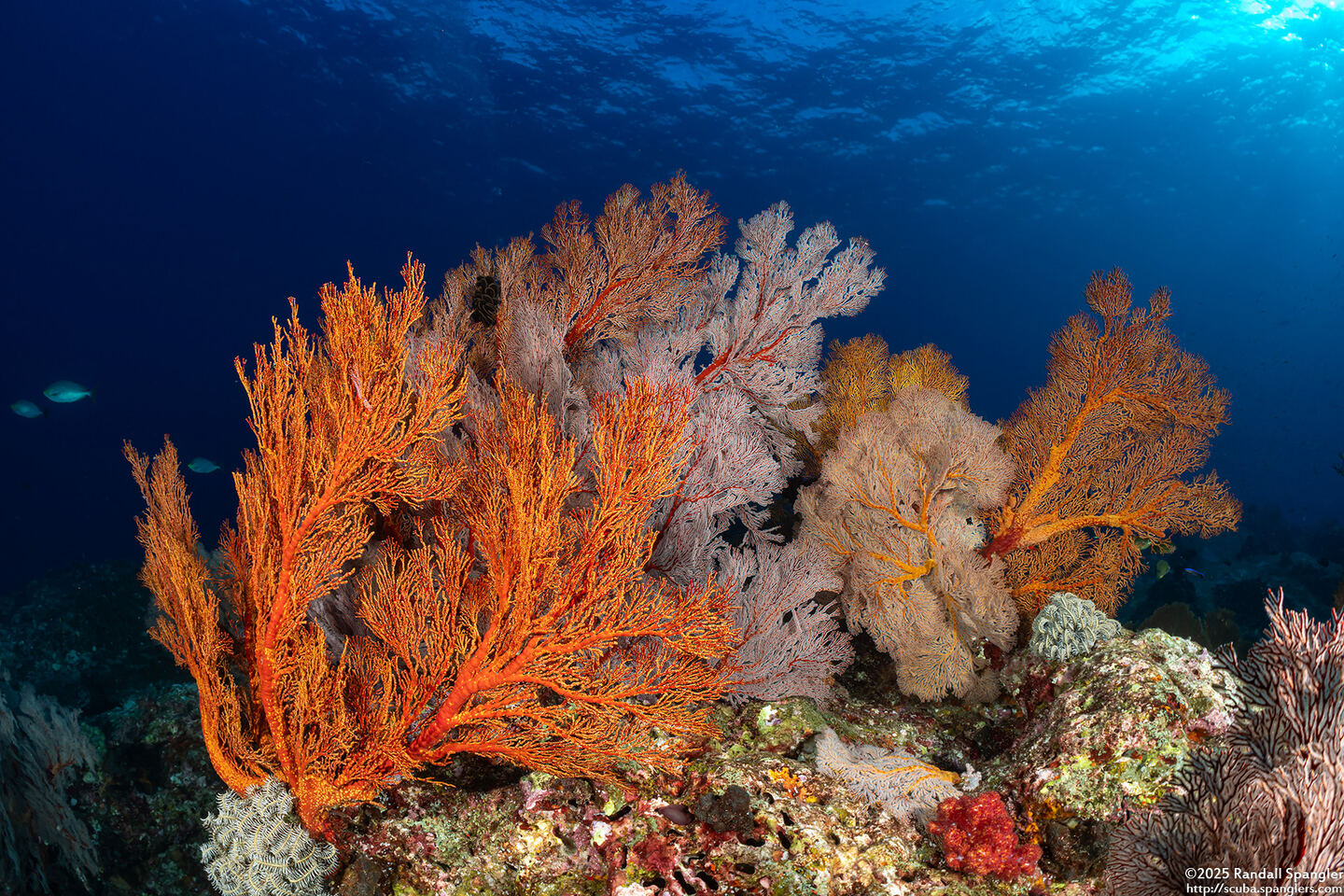 Melithaea sp.1 (Melithaea sp.1)