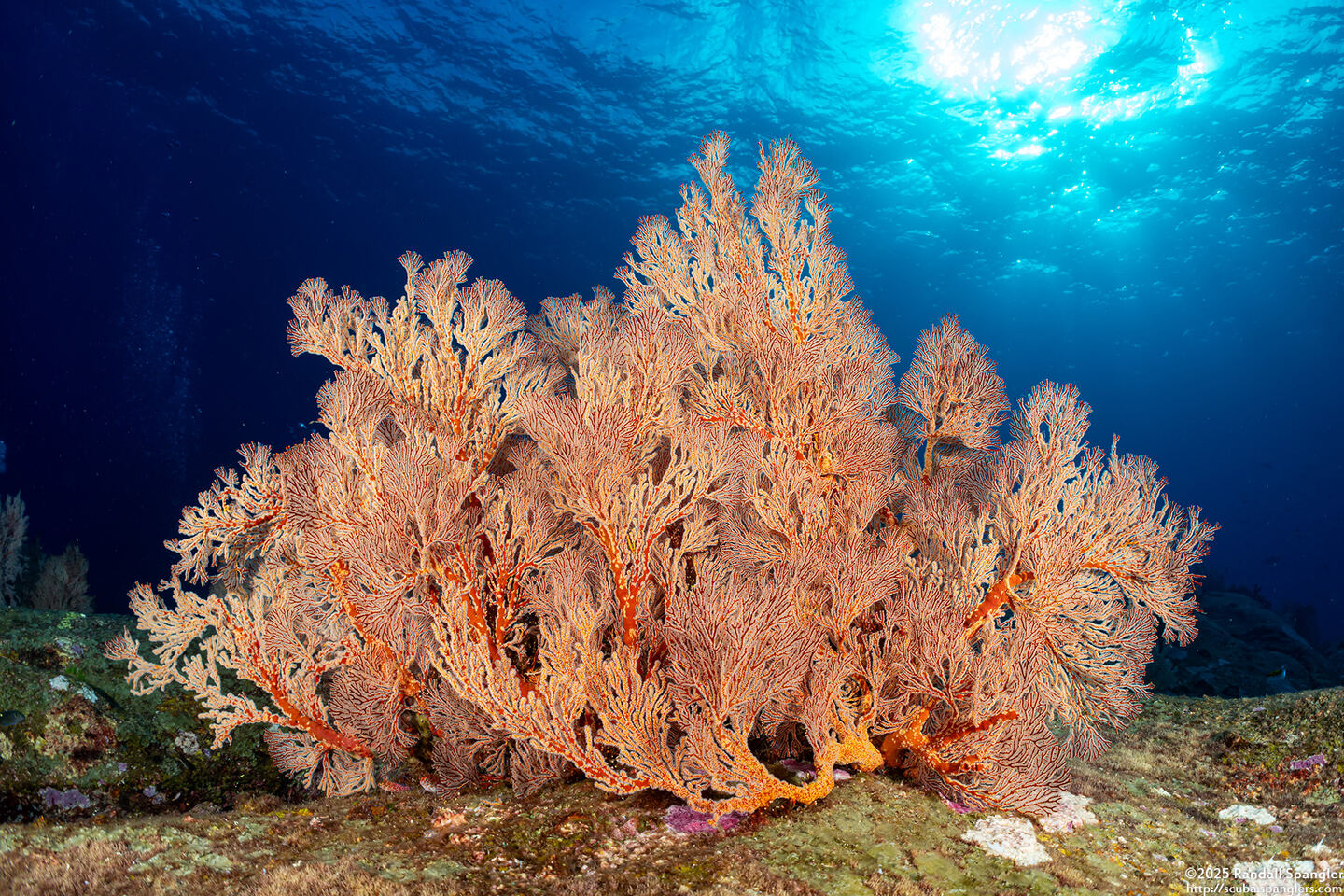 Melithaea sp.1 (Melithaea sp.1)