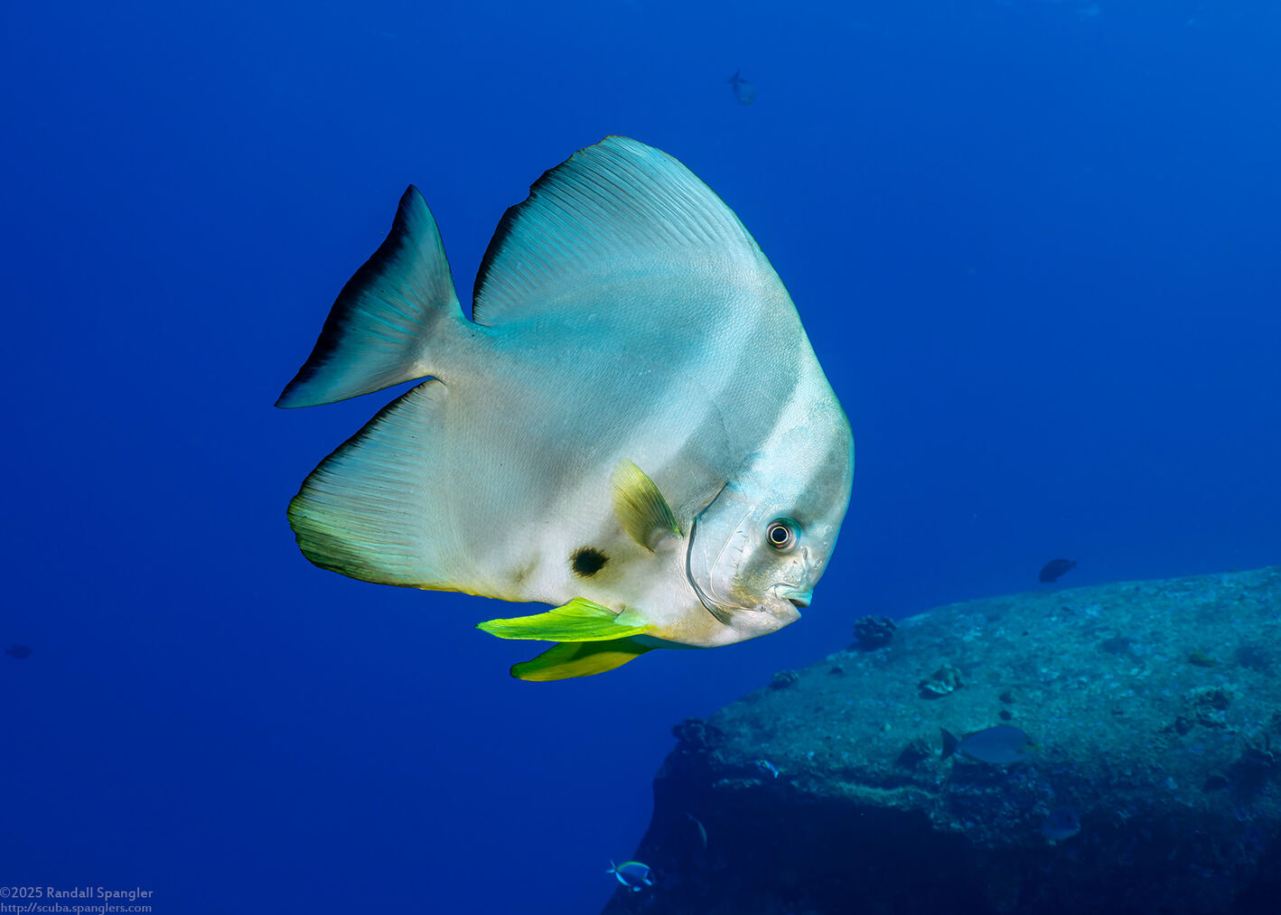 Platax teira (Longfin Spadefish)