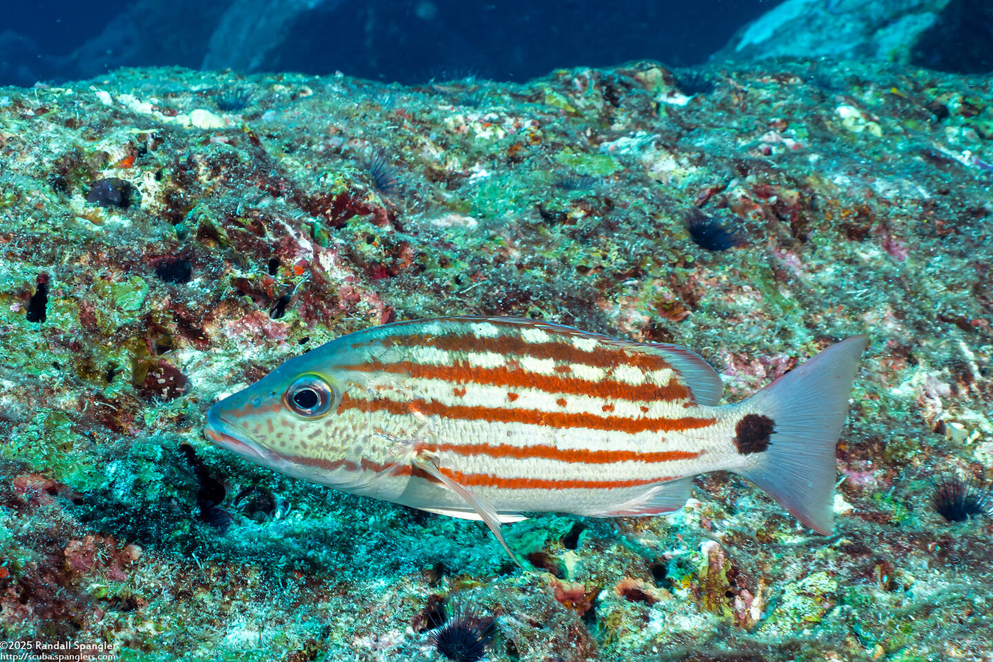 Lutjanus decussatus (Checkered Snapper)