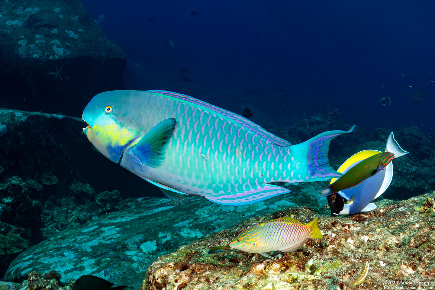 Chlorurus strongylocephalus (Roundhead Parrotfish)