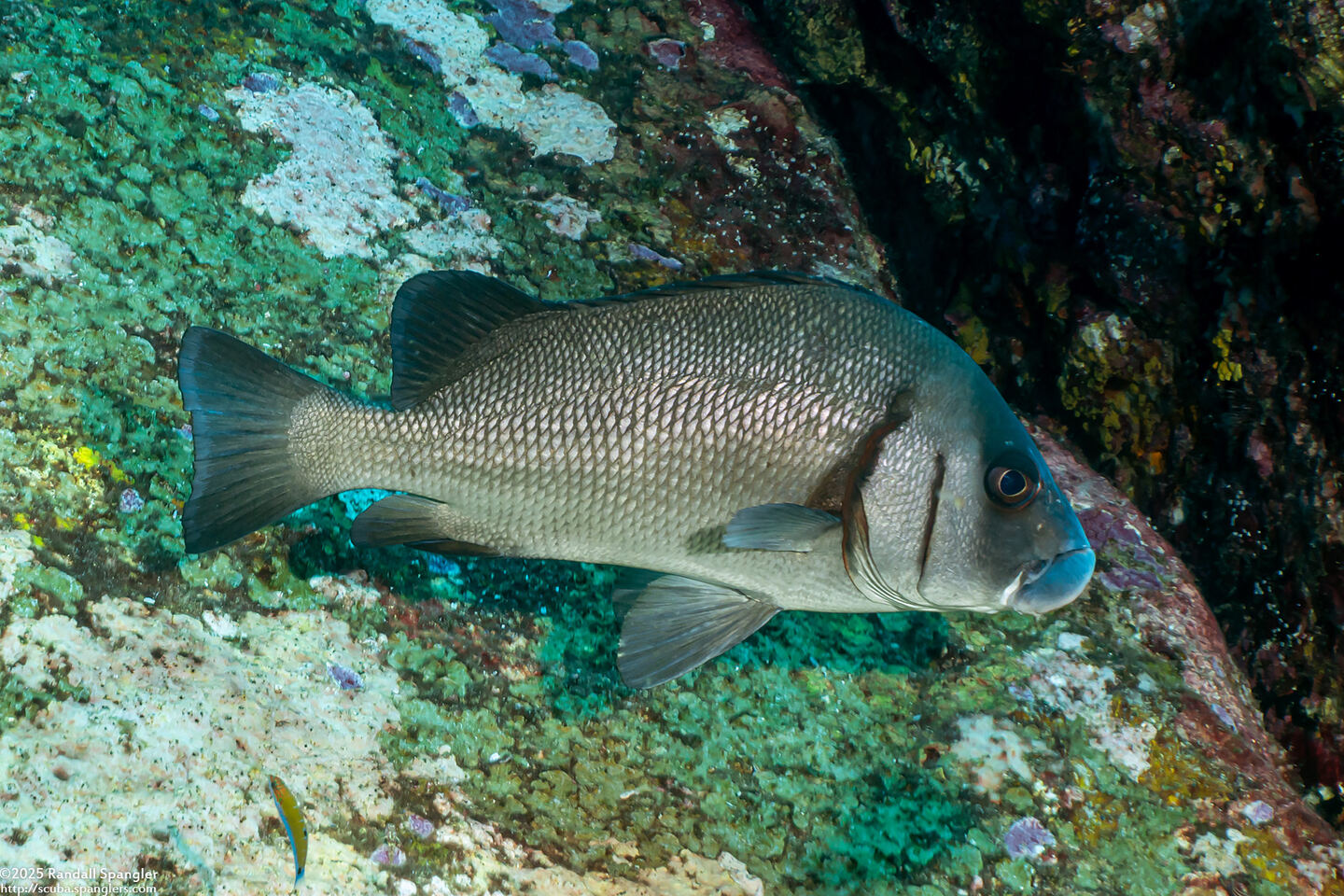 Plectorhinchus gibbosus (Blubberlip)