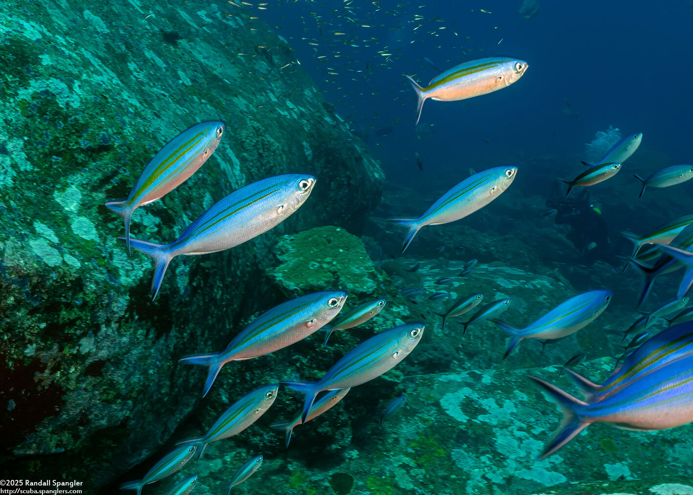 Caesio varilineata (Variable-Lined Fusilier)