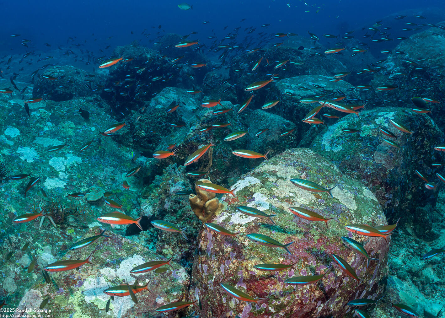 Pterocaesio tile (Bluestreak Fusilier)