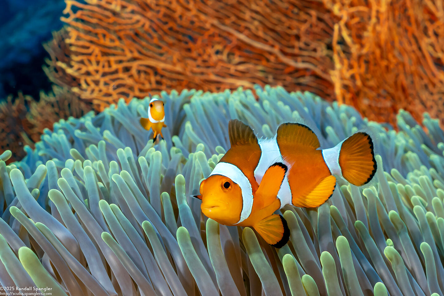 Amphiprion ocellaris (False Clown Anemonefish)