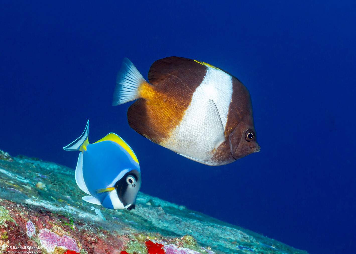 Hemitaurichthys zoster (Black Pyramid Butterflyfish)
