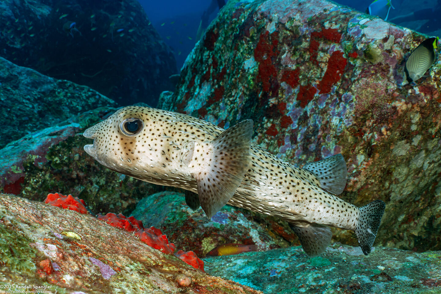Diodon hystrix (Porcupinefish)