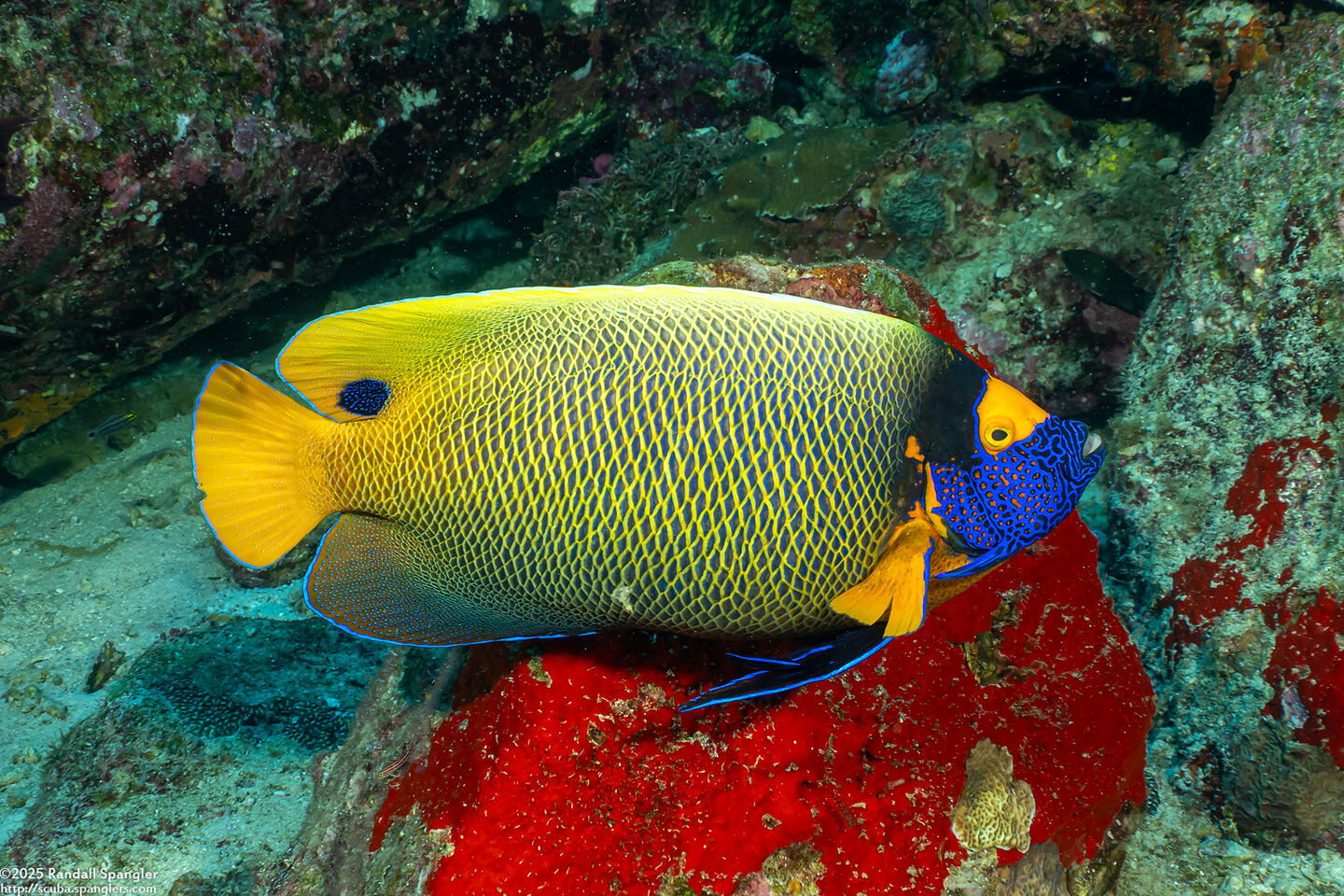Pomacanthus xanthometopon (Yellow-Mask Angelfish)
