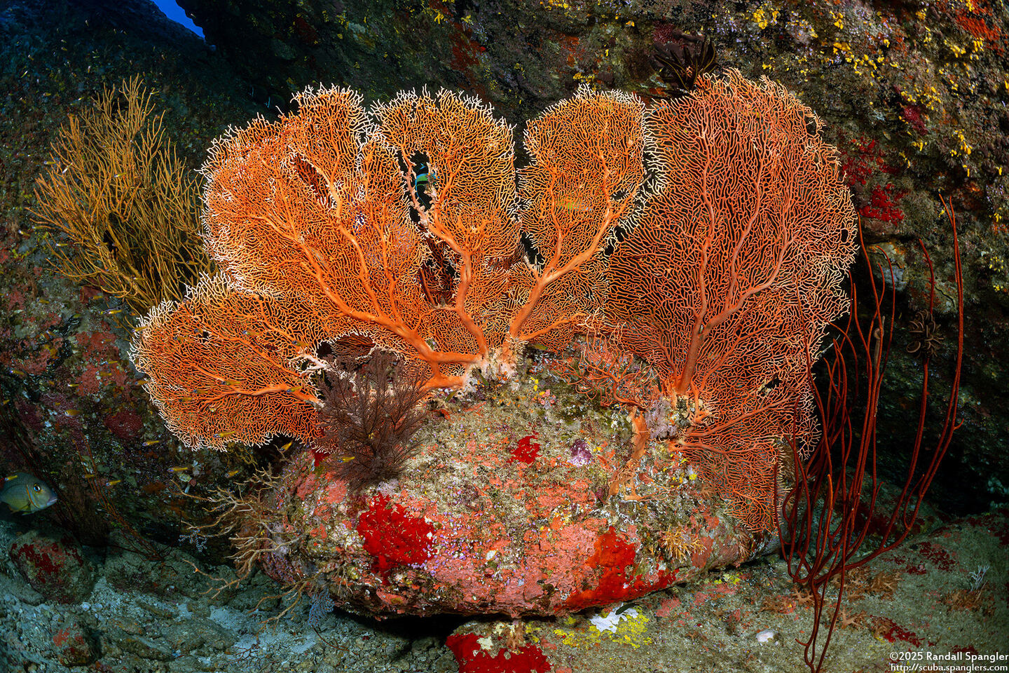 Annella mollis (Giant Sea Fan)