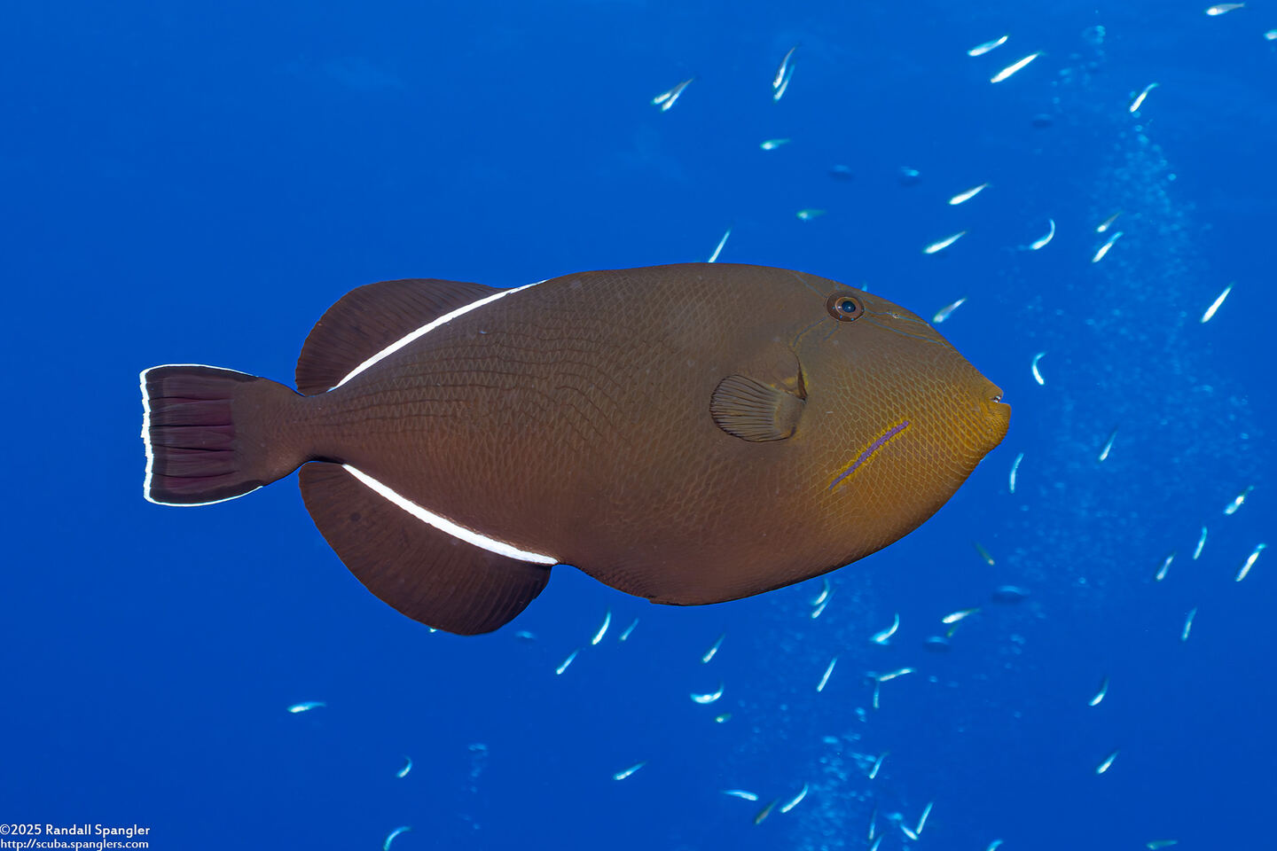 Melichthys indicus (Indian Triggerfish)