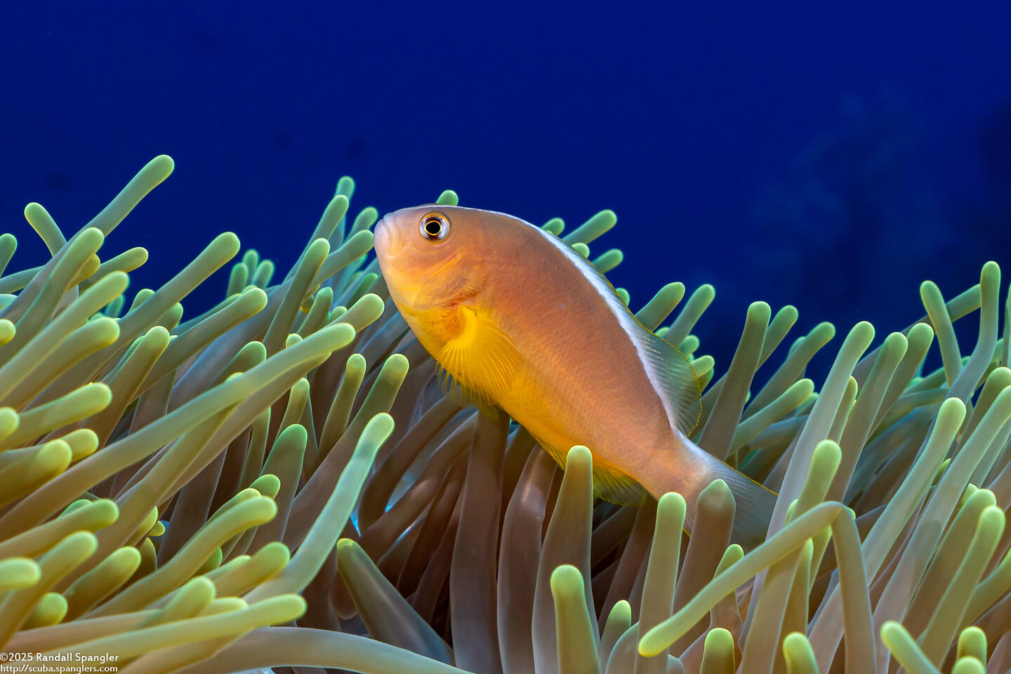 Amphiprion akallopisos (Skunk Anemonefish)