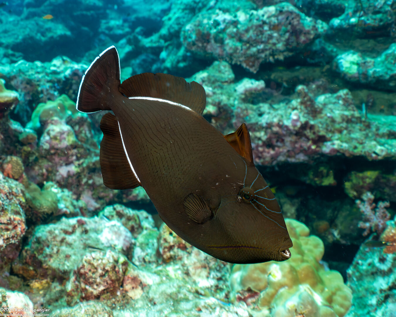 Melichthys indicus (Indian Triggerfish)