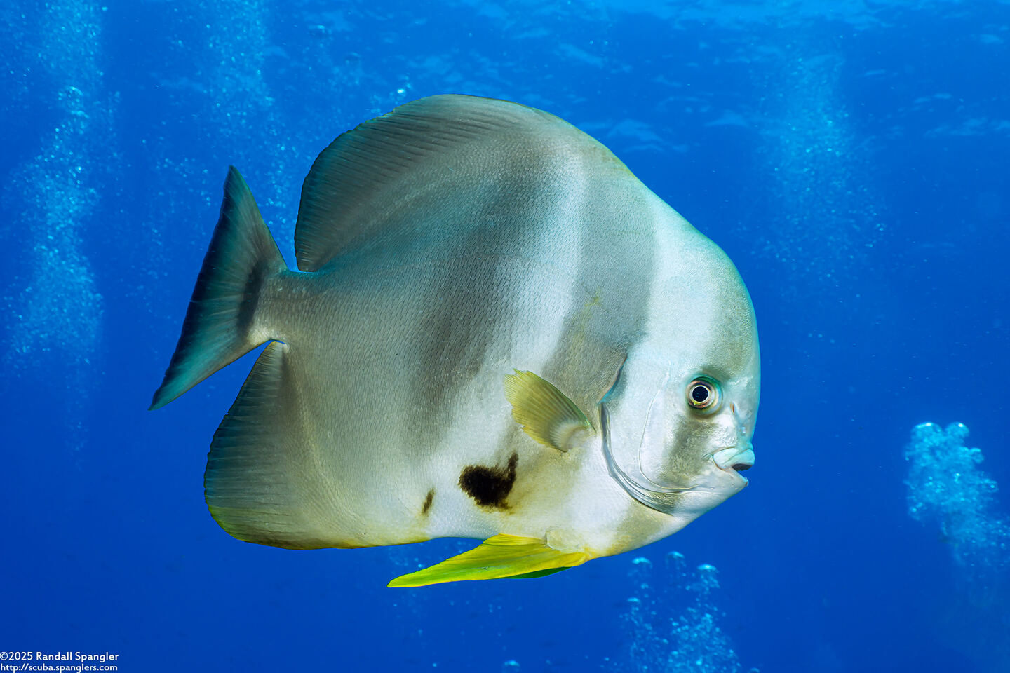 Platax teira (Longfin Spadefish)