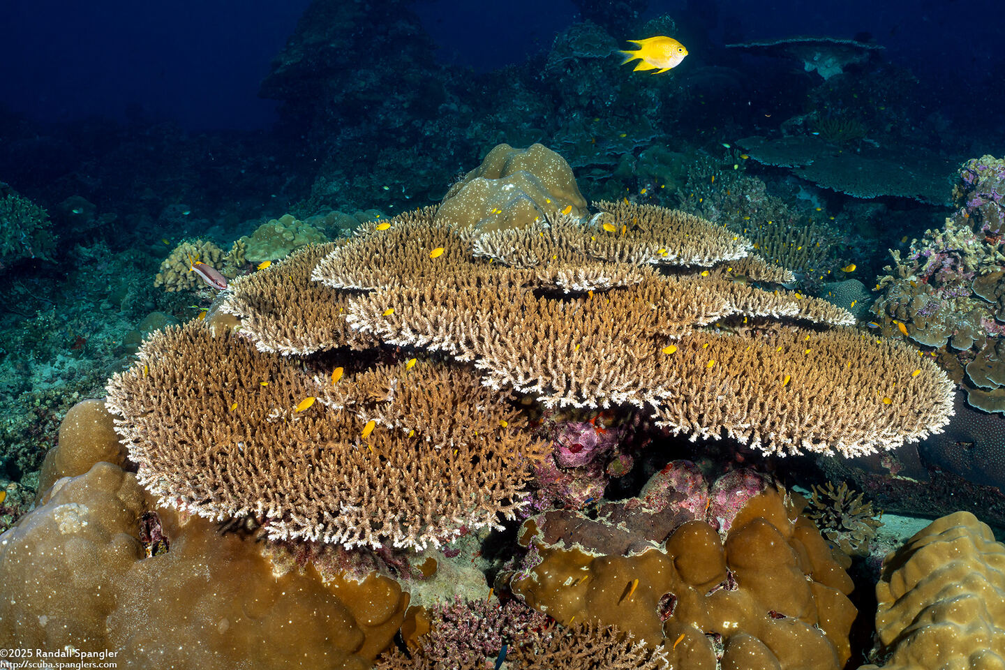 Acropora cytherea (Table Coral)