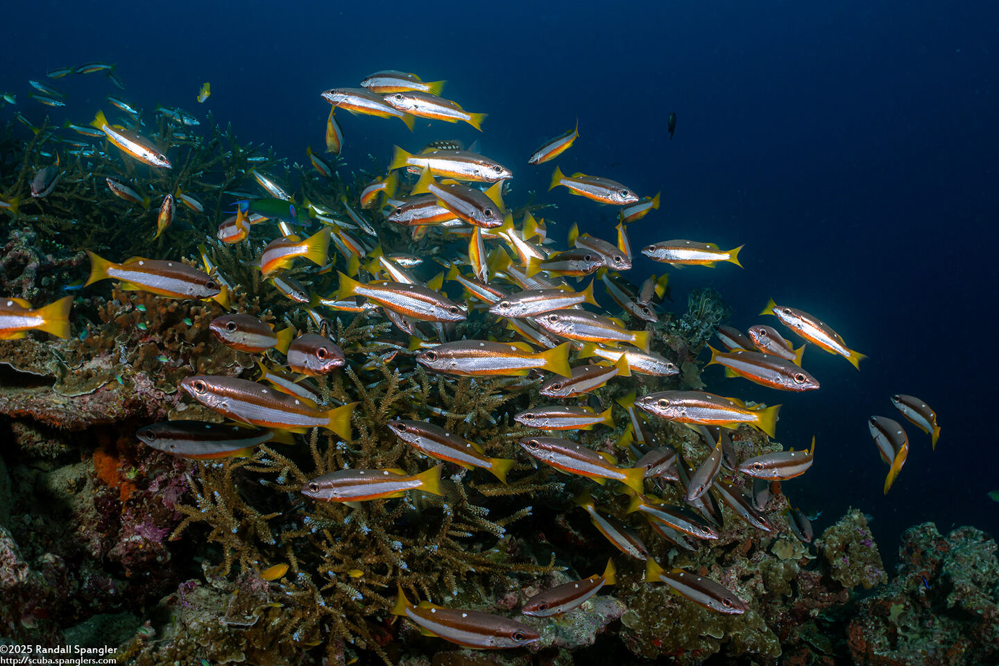 Lutjanus biguttatus (Twospot Snapper)
