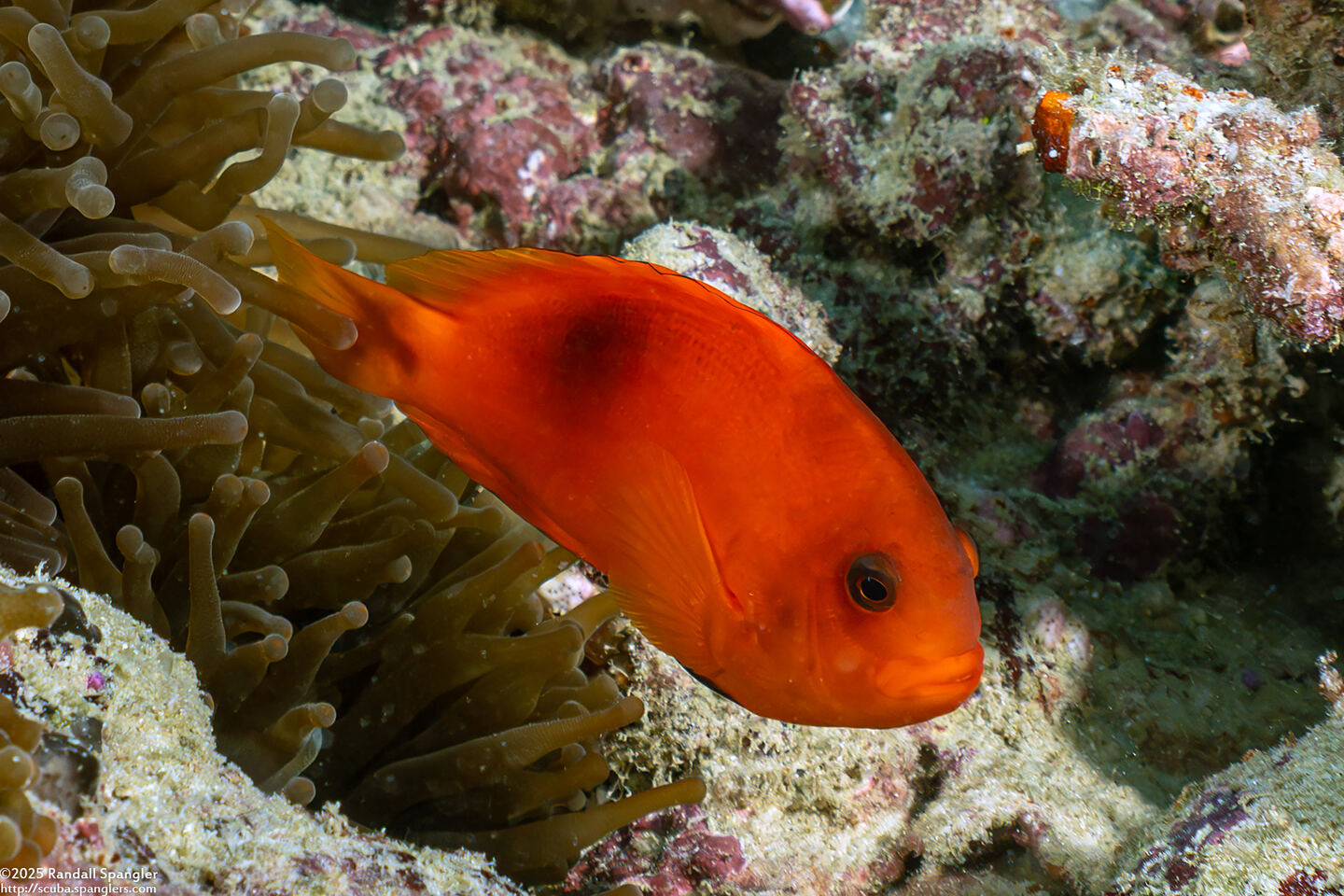 Amphiprion ephippium (Red Saddleback Anemonefish)