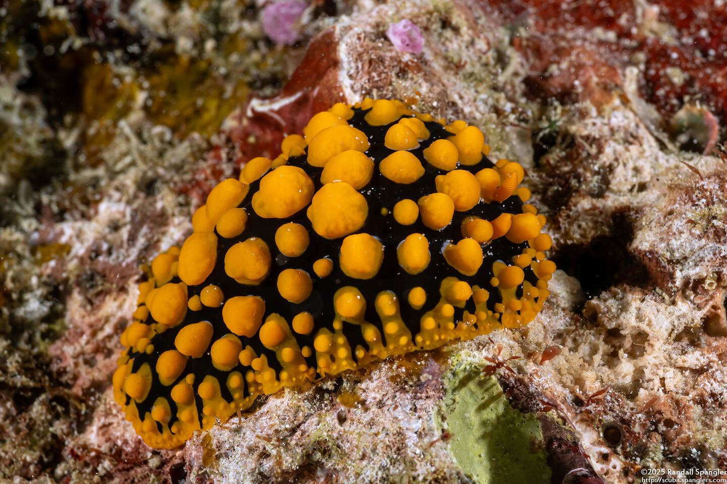 Phyllidia ocellata (Ocellated Phyllidia)