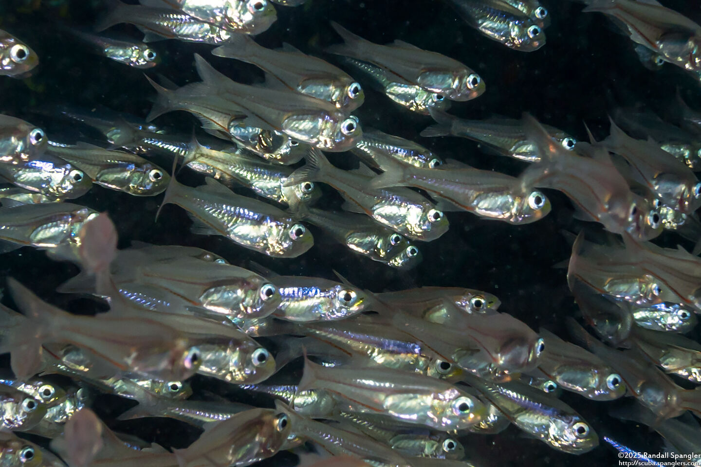 Verulux cypselurus (Black-Nosed Cardinalfish)
