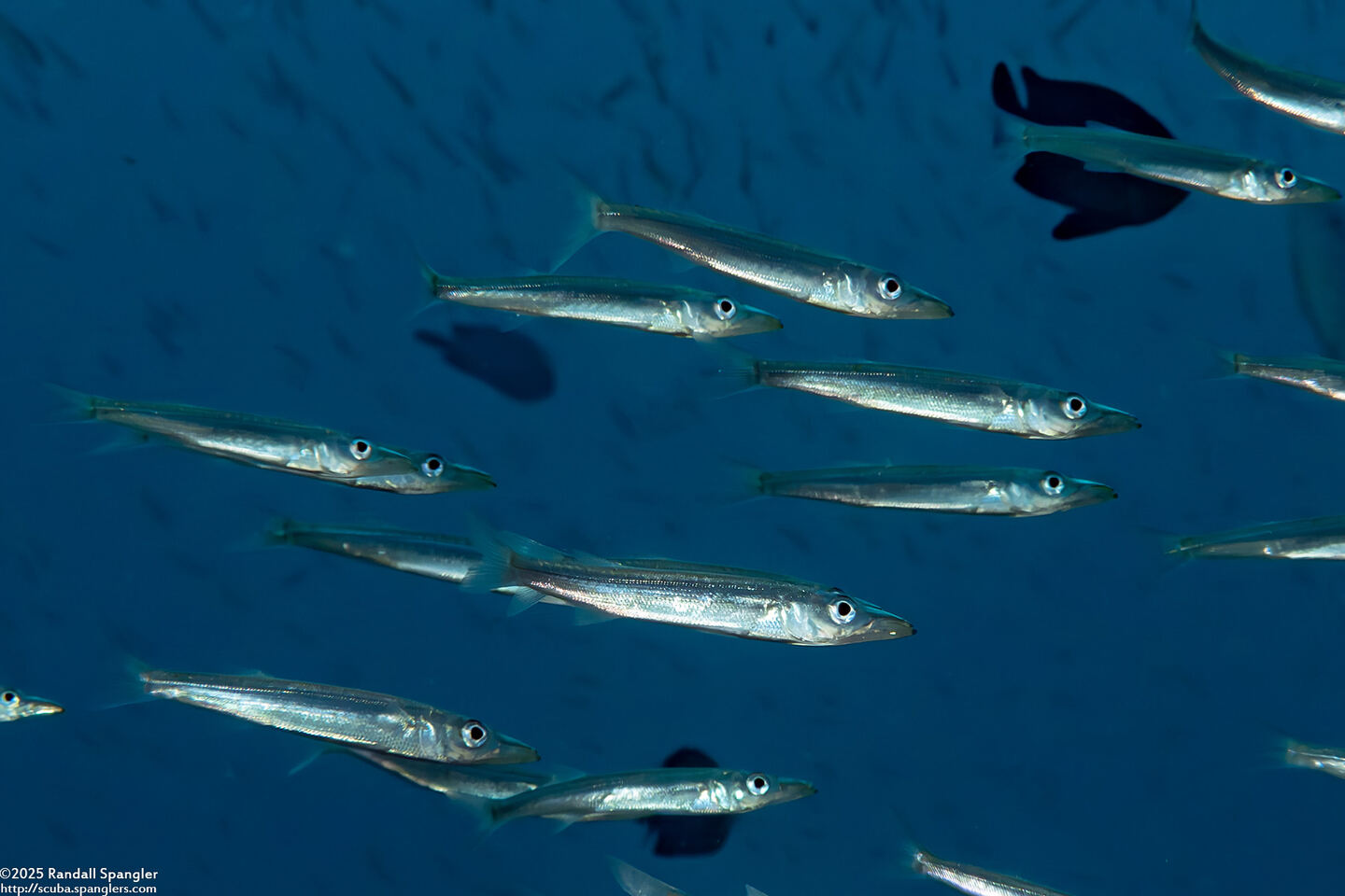 Sphyraena sp.1 (Juvenile Barracuda)